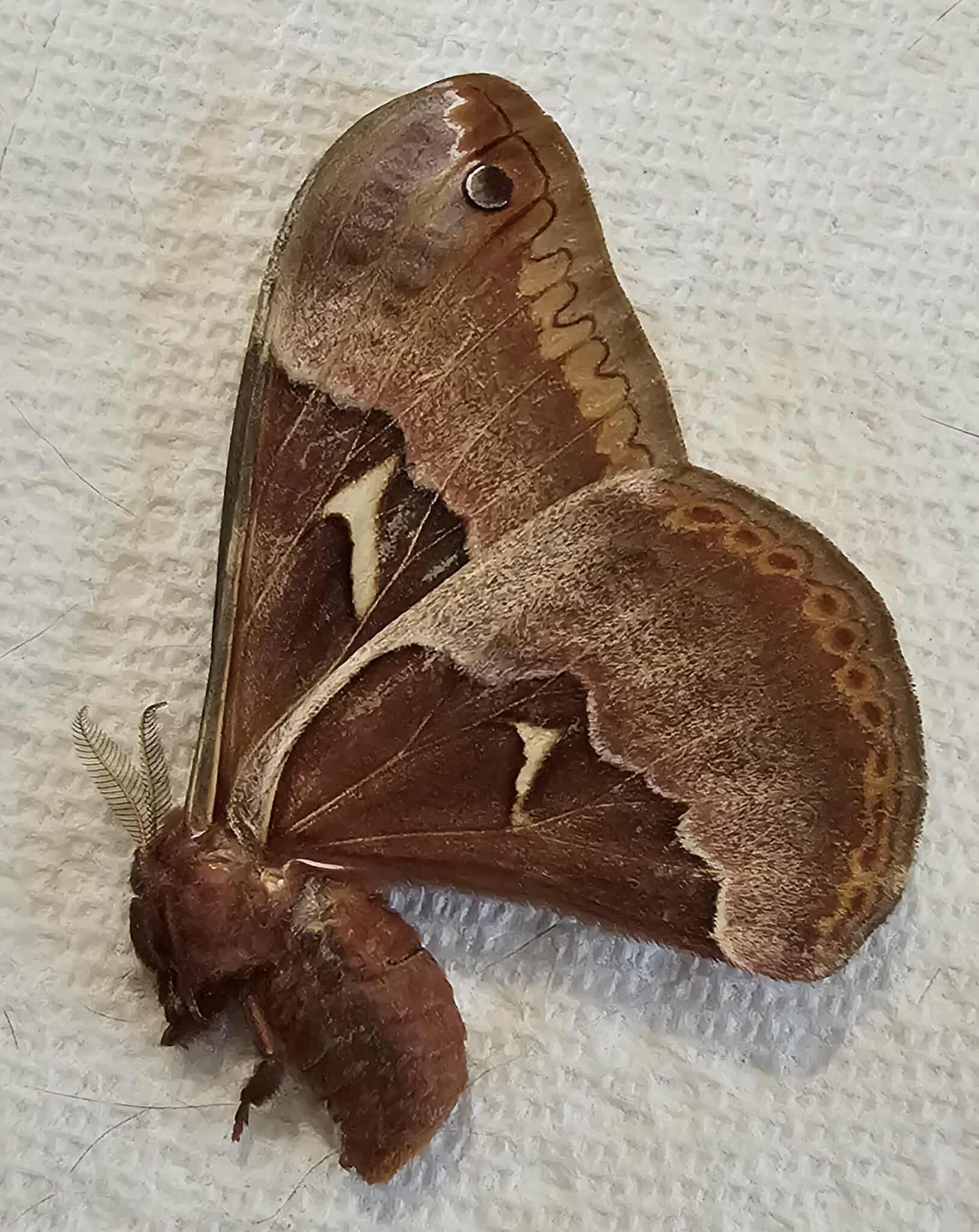 Fresh Frozen Callosamia angulifera (female) (Tulip Tree Silkmoth)