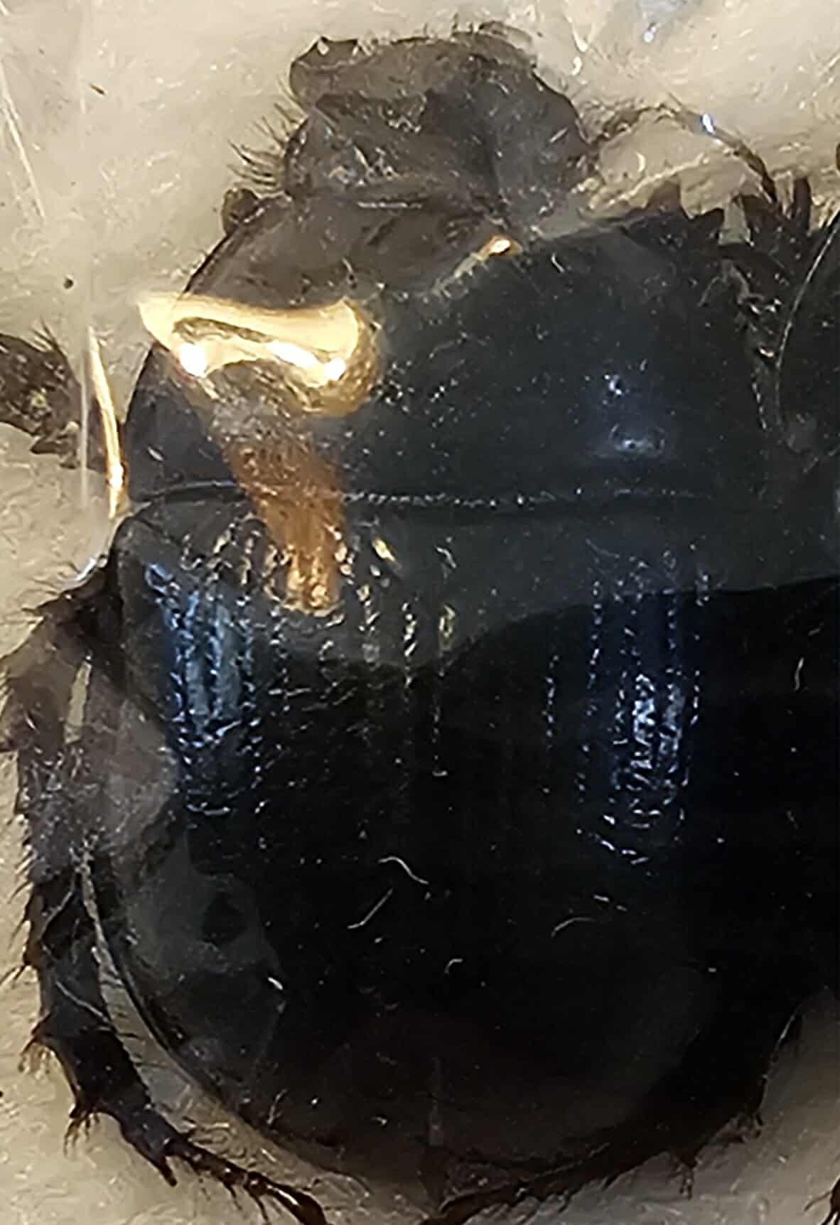 Anoplotrupes stercorosus