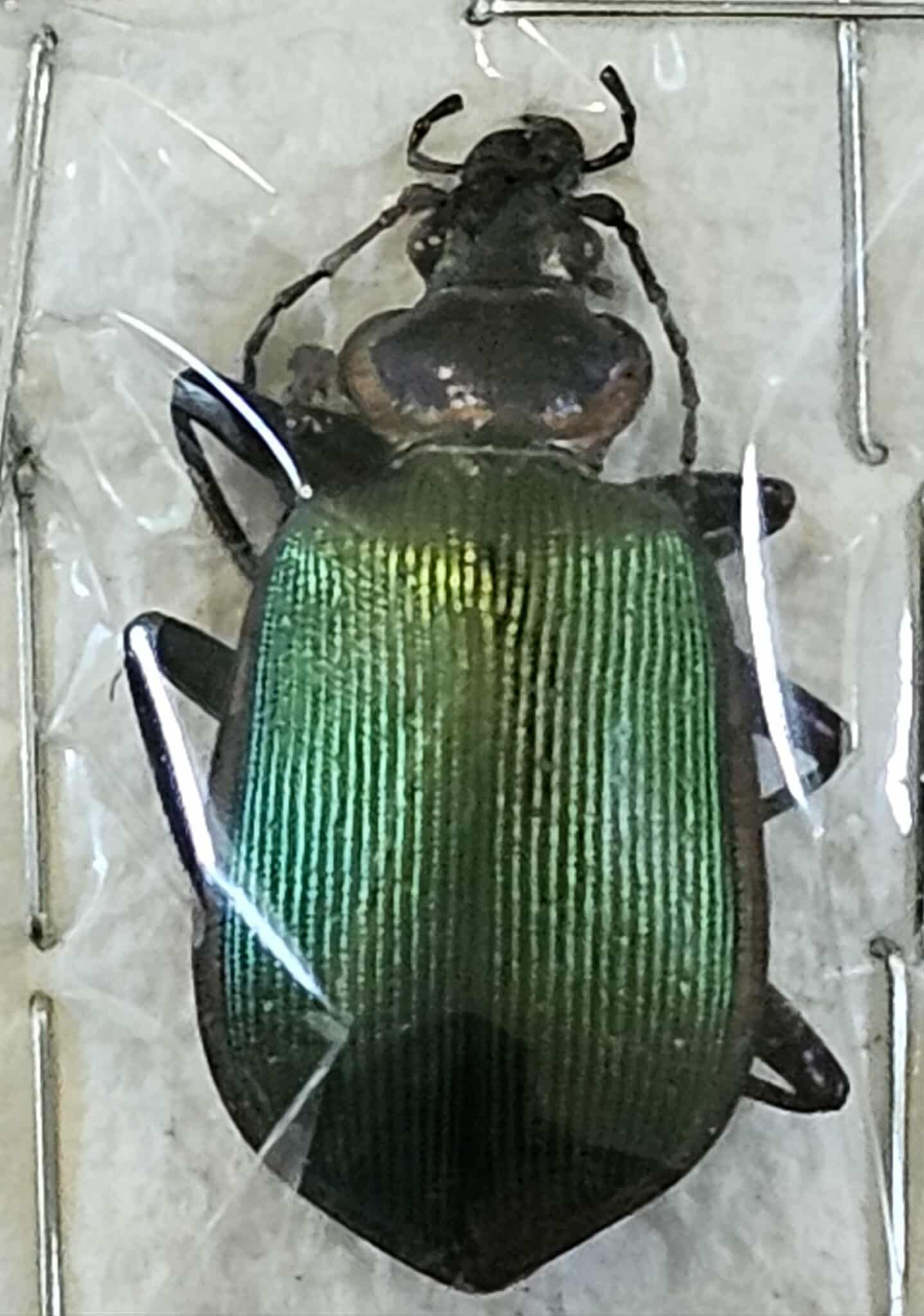 Calosoma scrutator