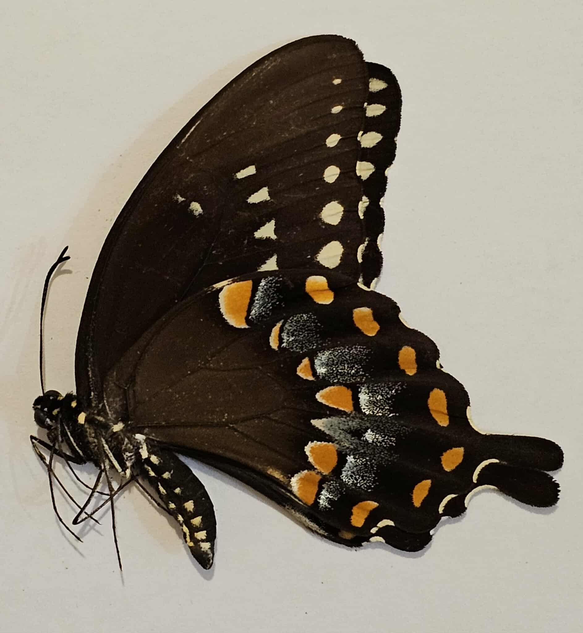 Papilio troilus (male) Spicebush Swallowtail 