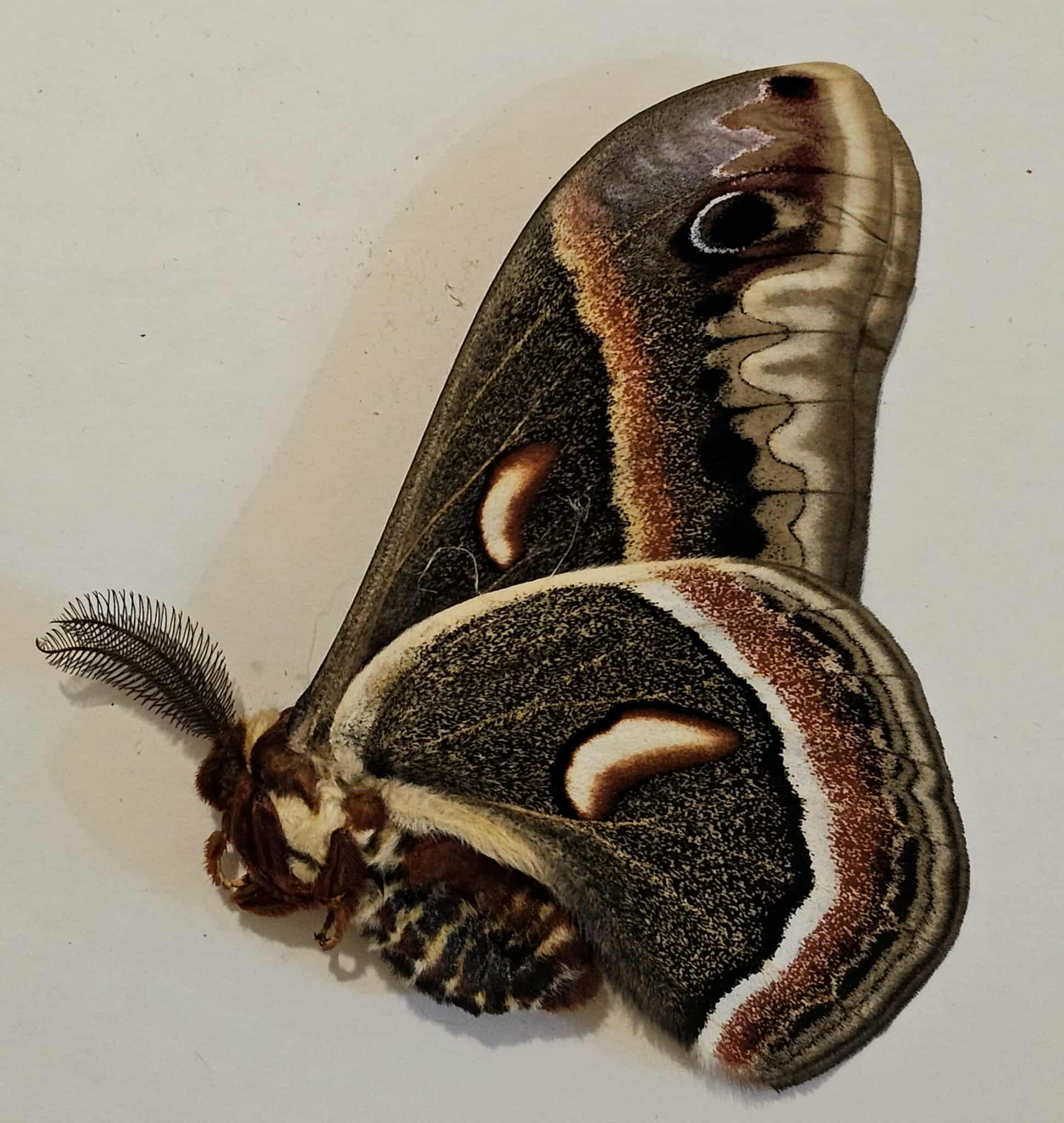 Hyalophora cecropia (male) Cecropia Moth