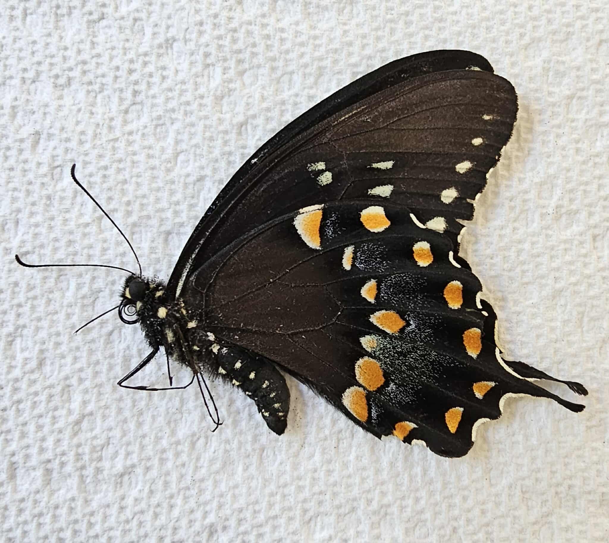 Fresh Frozen Papilio troilus (male) Spicebush Swallowtail 