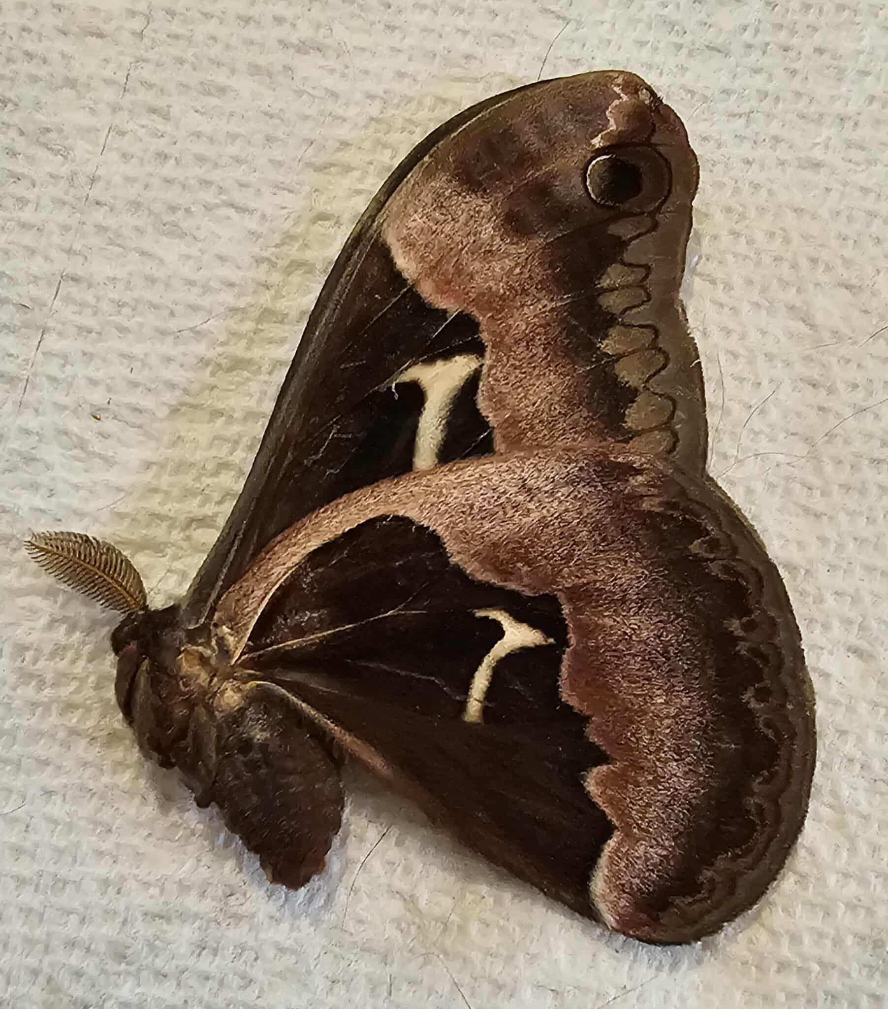 Fresh Frozen Callosamia angulifera (male) (Tulip Tree Silkmoth)