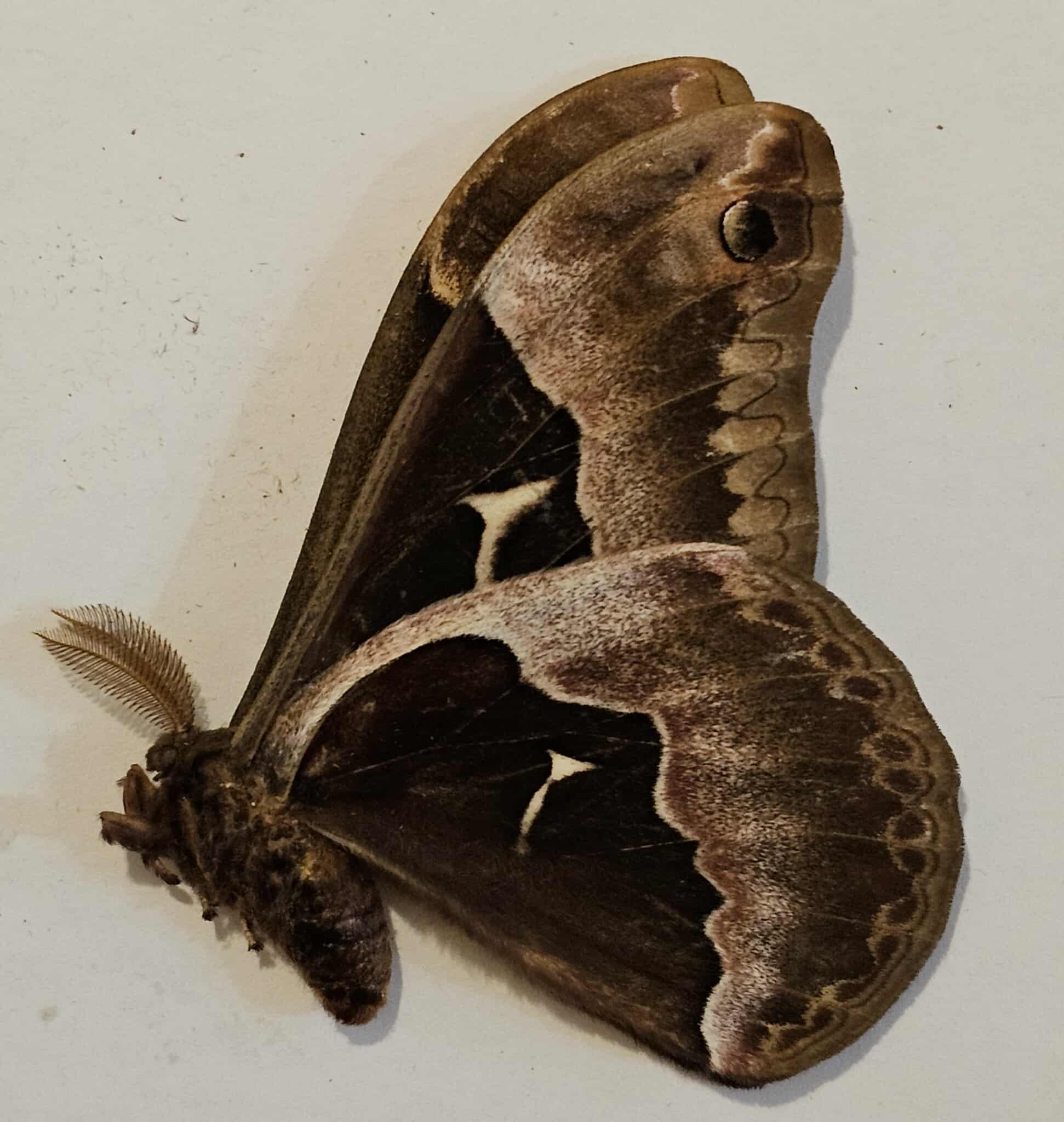 Callosamia angulifera (male) Tulip Tree Silkmoth