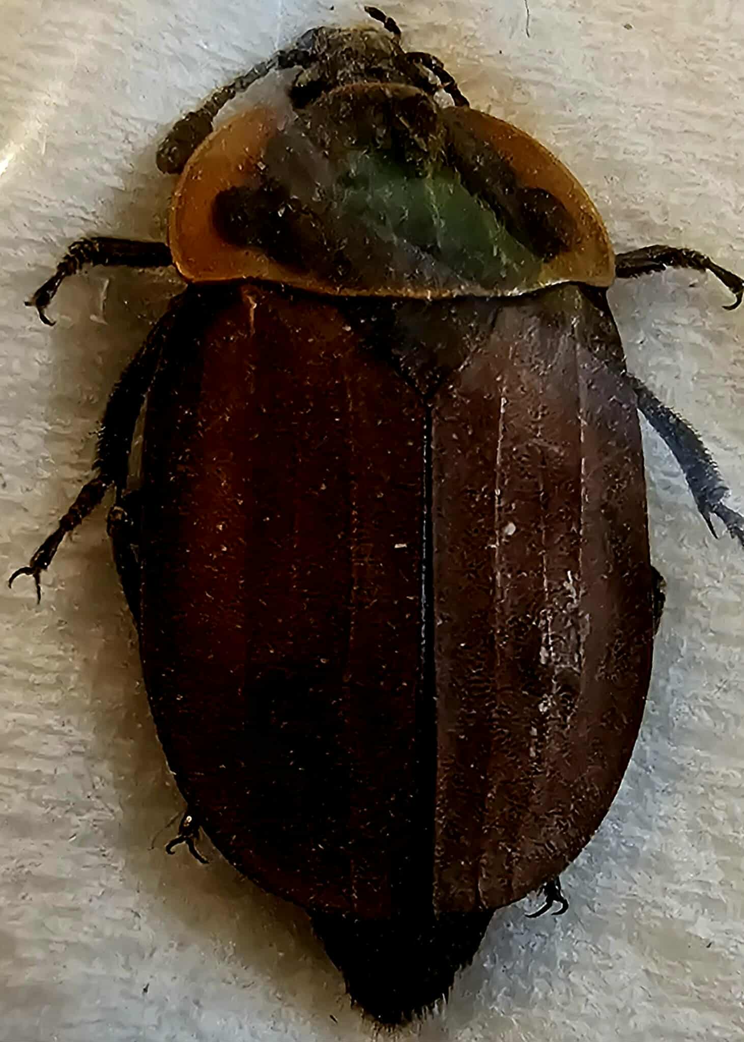 Oiceoptoma noveboracense 