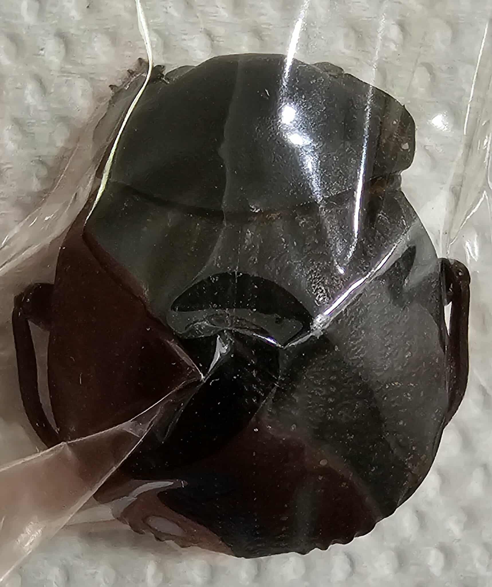 Deltochilum gibbosum