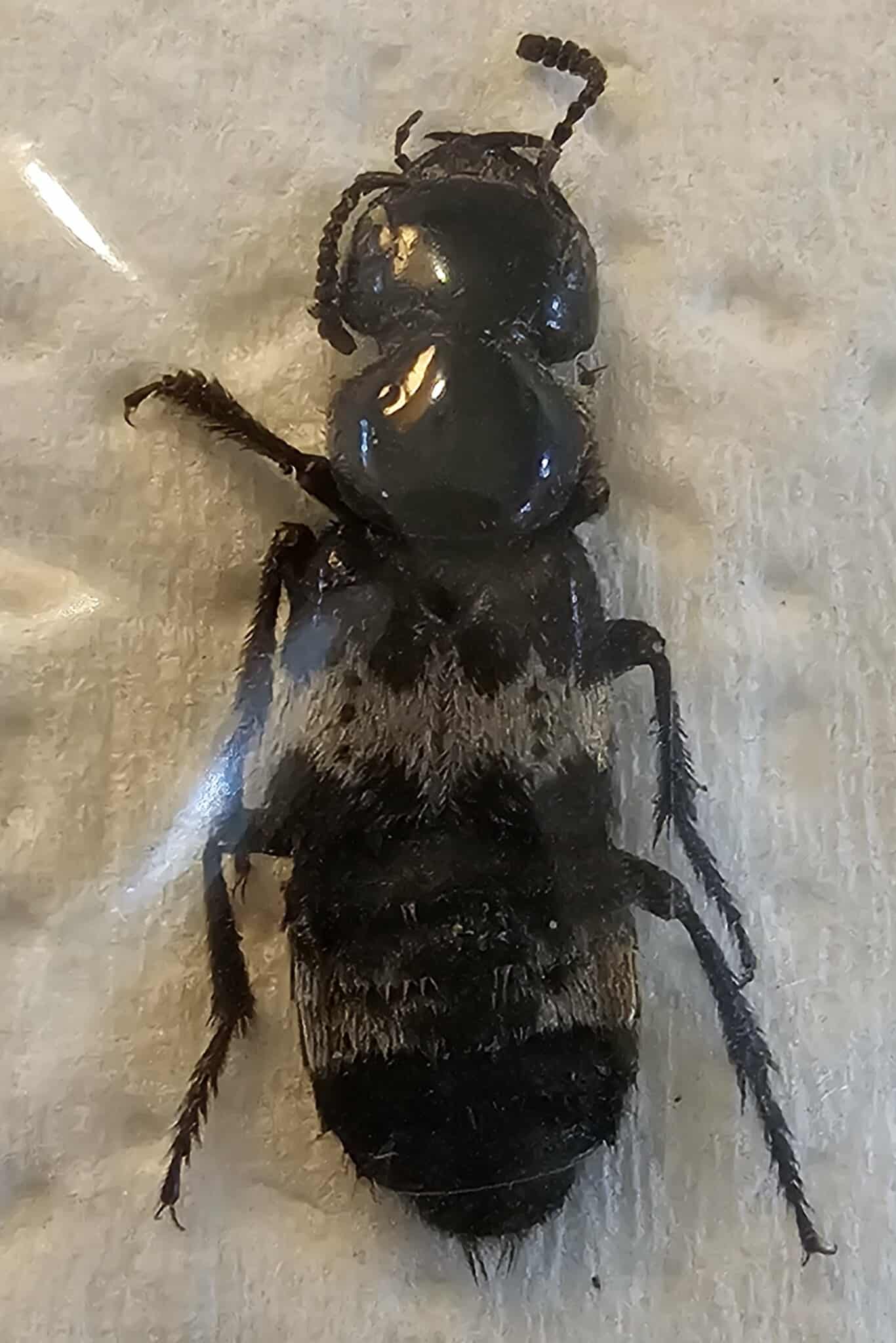 Creophilus maxillosus (x3)