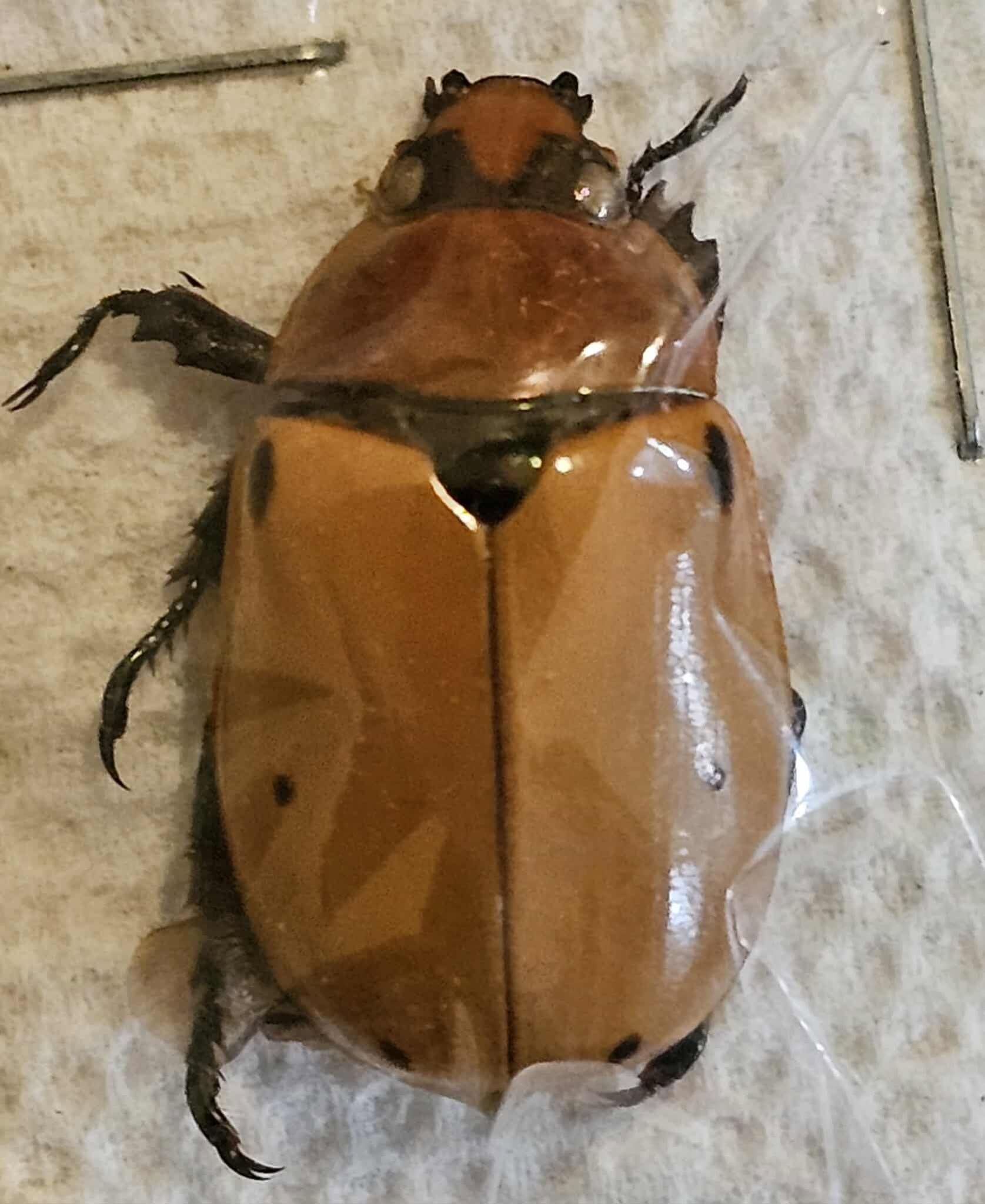Pelidnota punctata (x2)