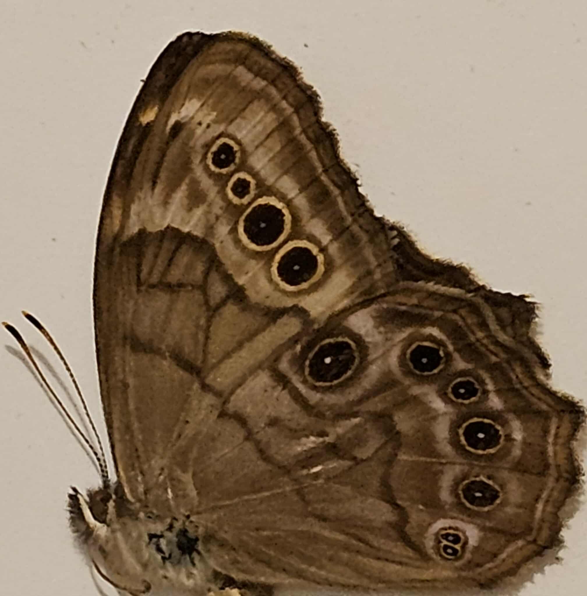 Lethe anthedon (Pearly Eye Butterfly)