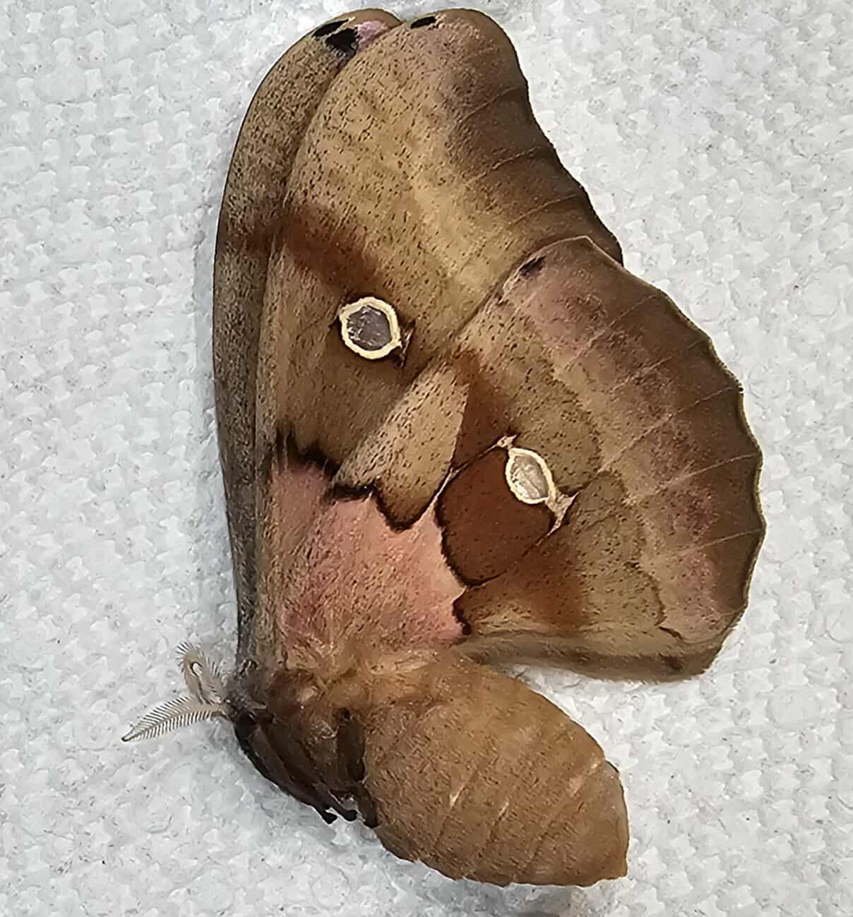 Antheraea polyphemus (female) Polyphemus Moth