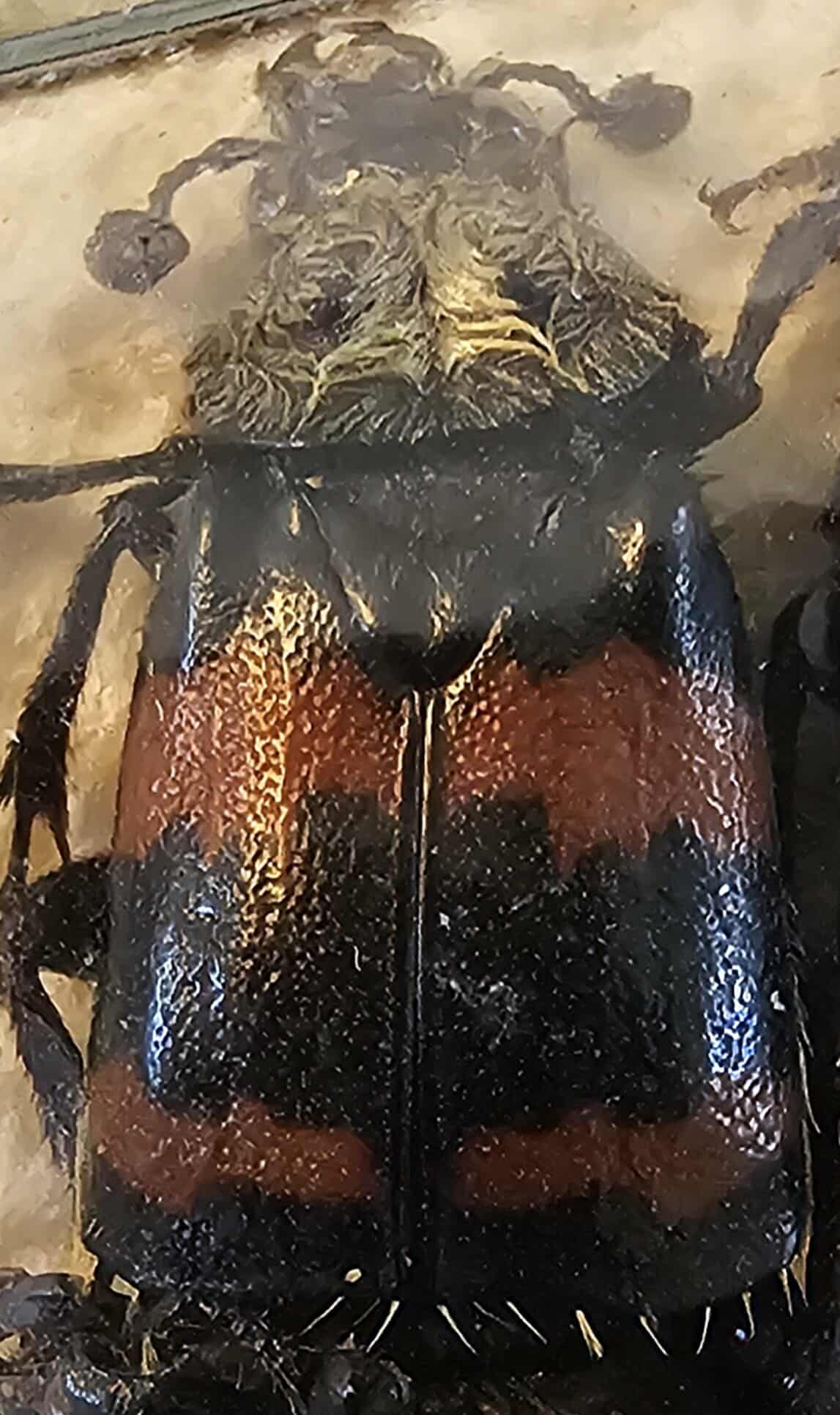 Nicrophorus tomentosus (x3)