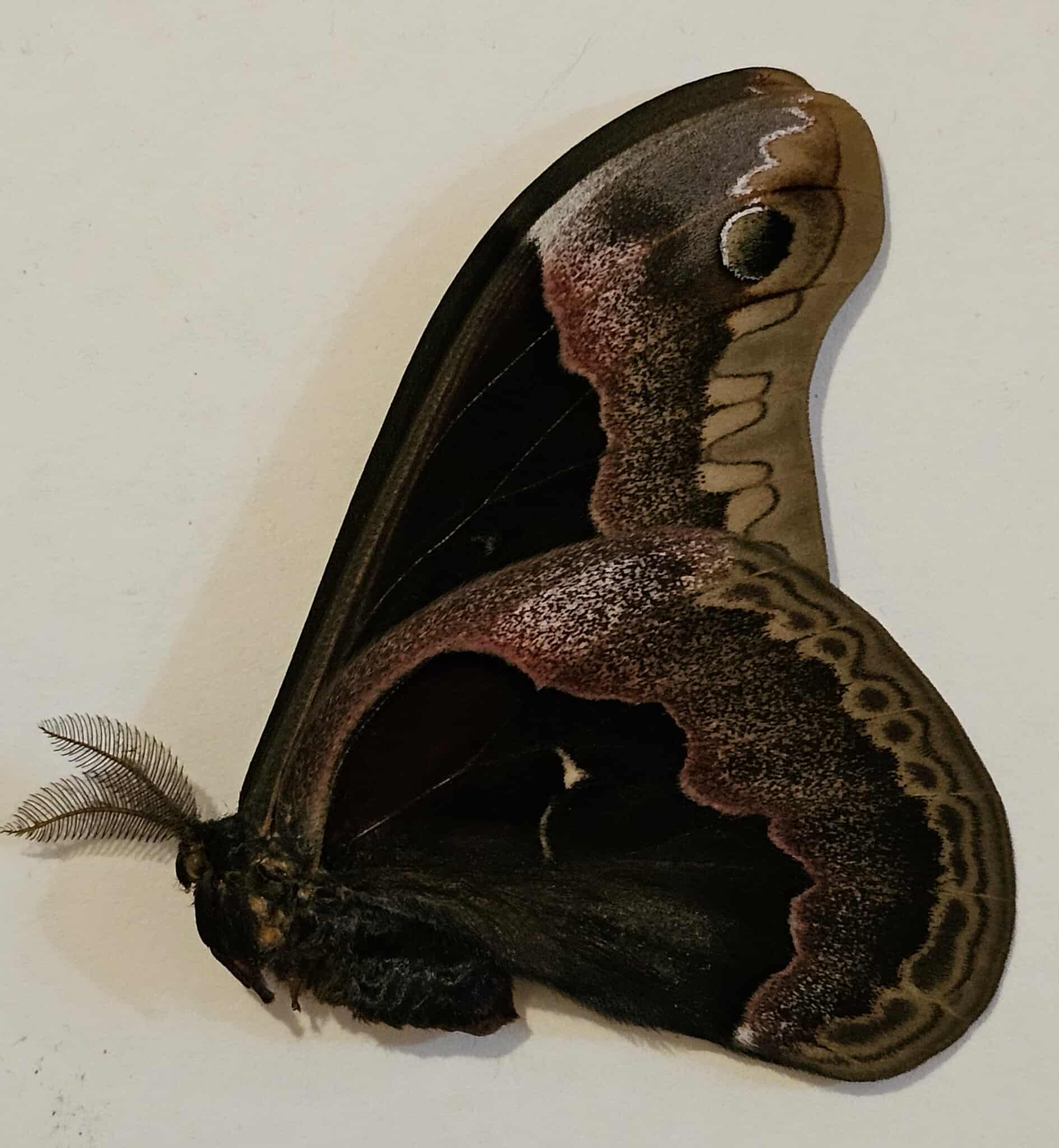 Callosamia promethea (male) Promethea Moth 