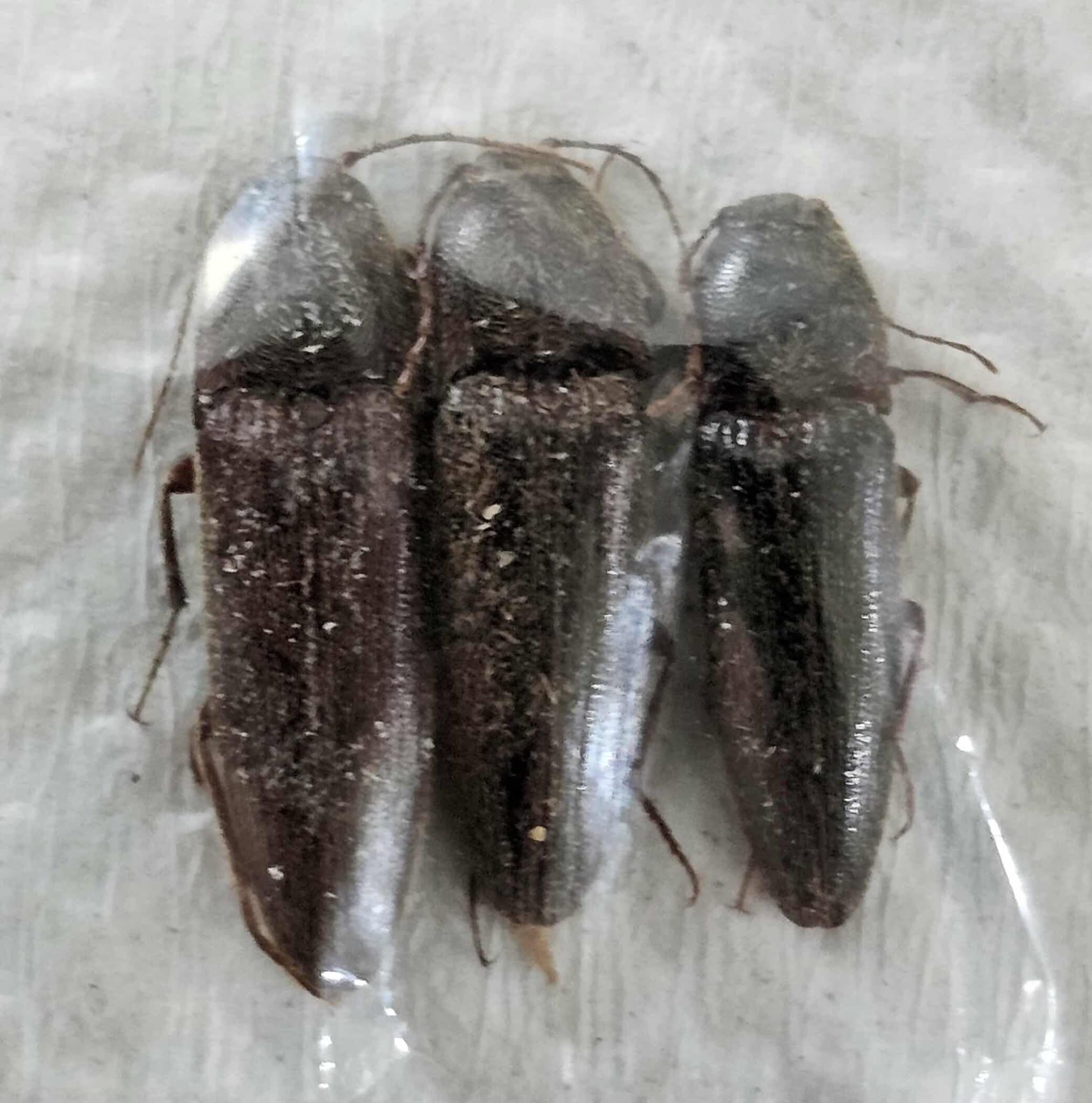 Elateridae (x3) (small) 