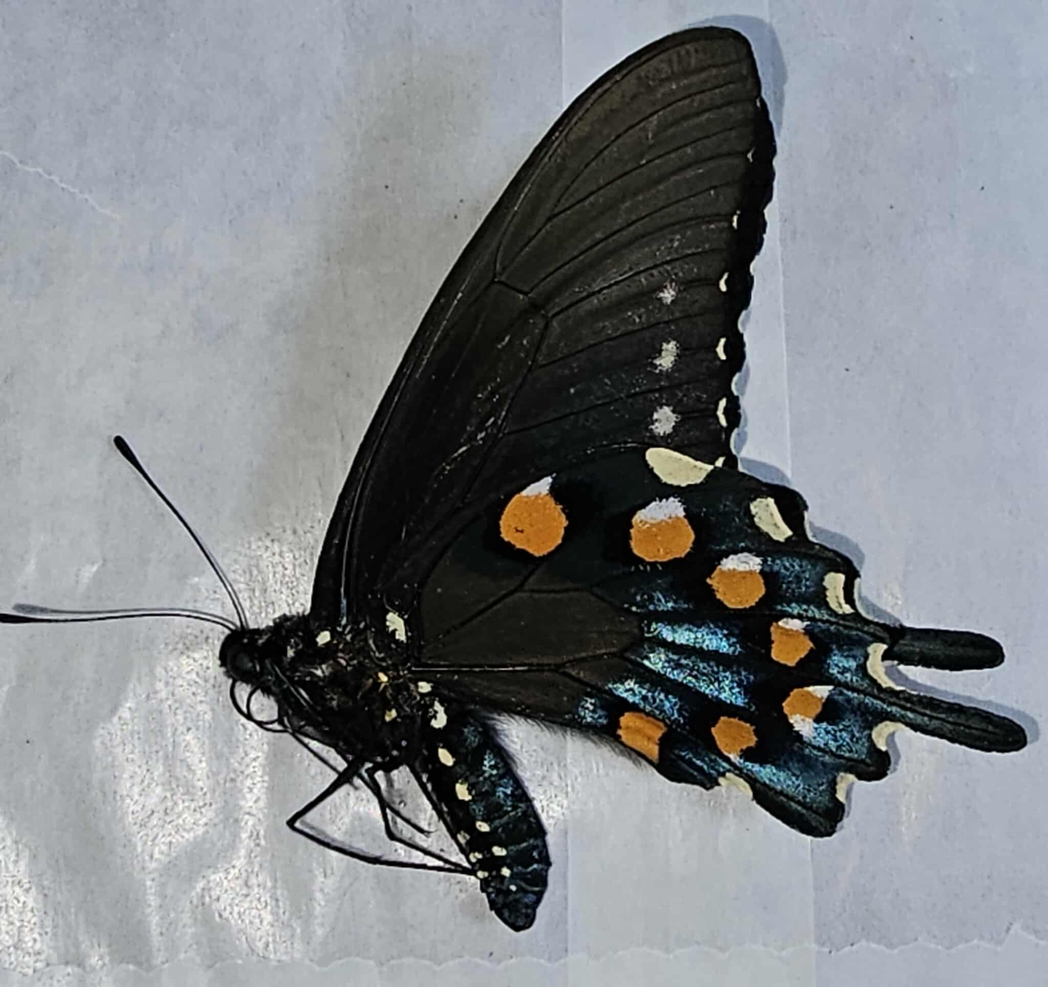 Battus philenor Pipevine Swallowtail