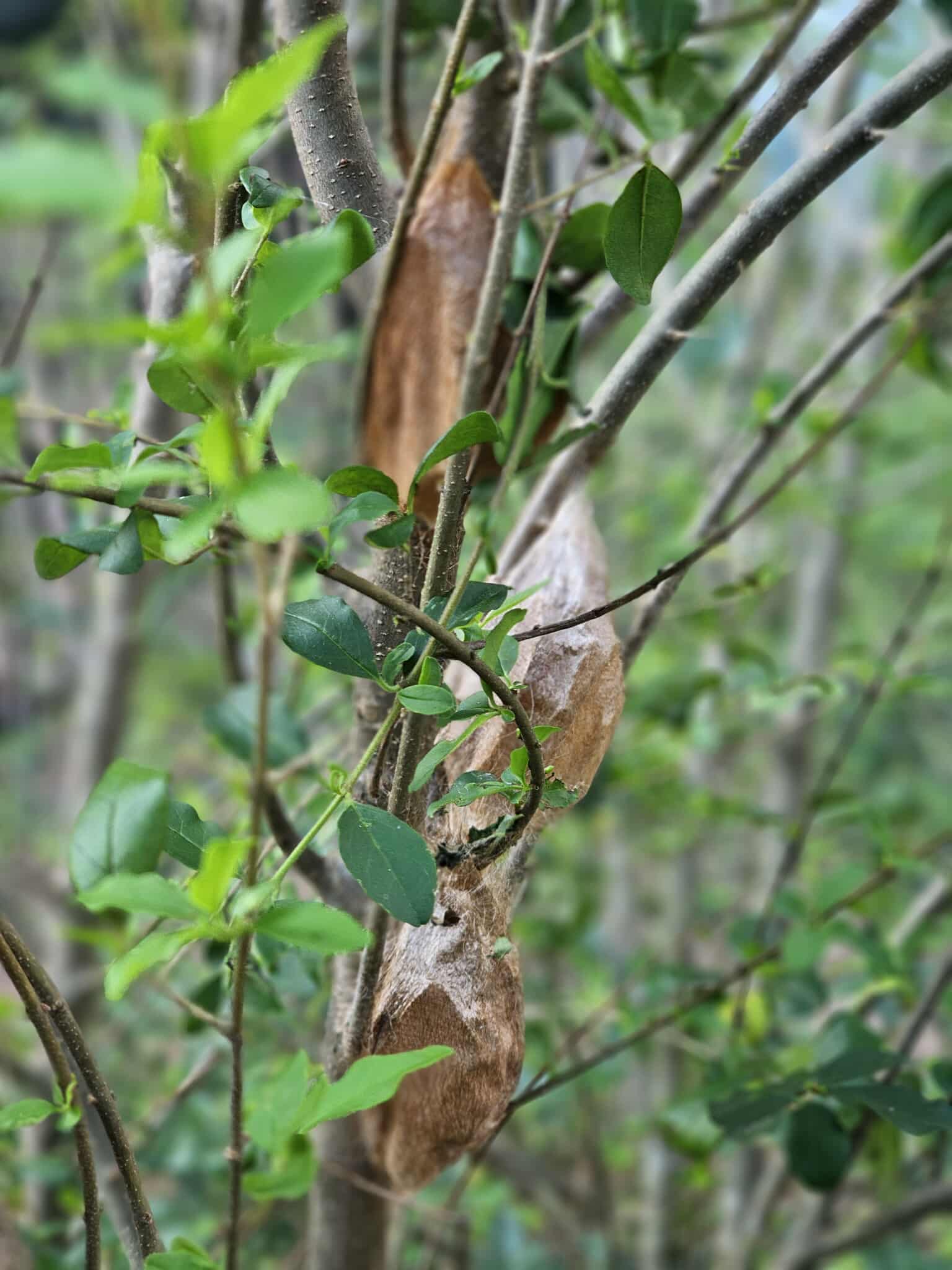 Cecropia Moth Cocoon (Hyalophora cecropia)