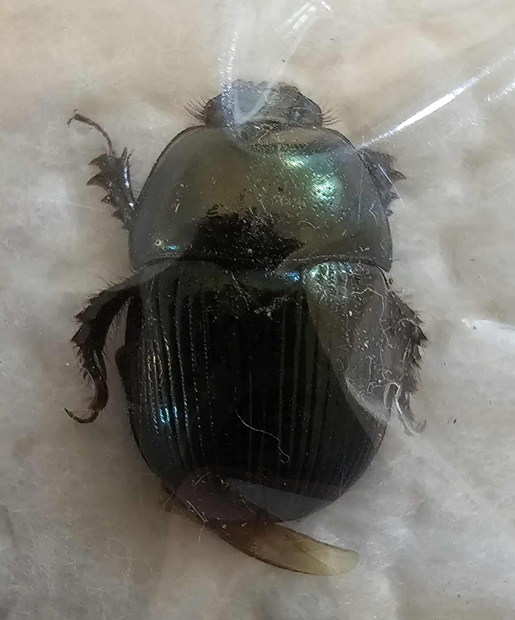 Geootrupes splendidus