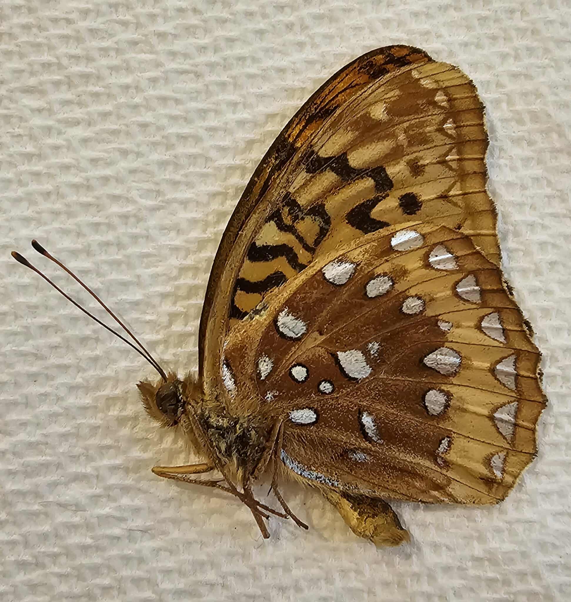 Speyeria Cybele (Great Spangled Fritillary)