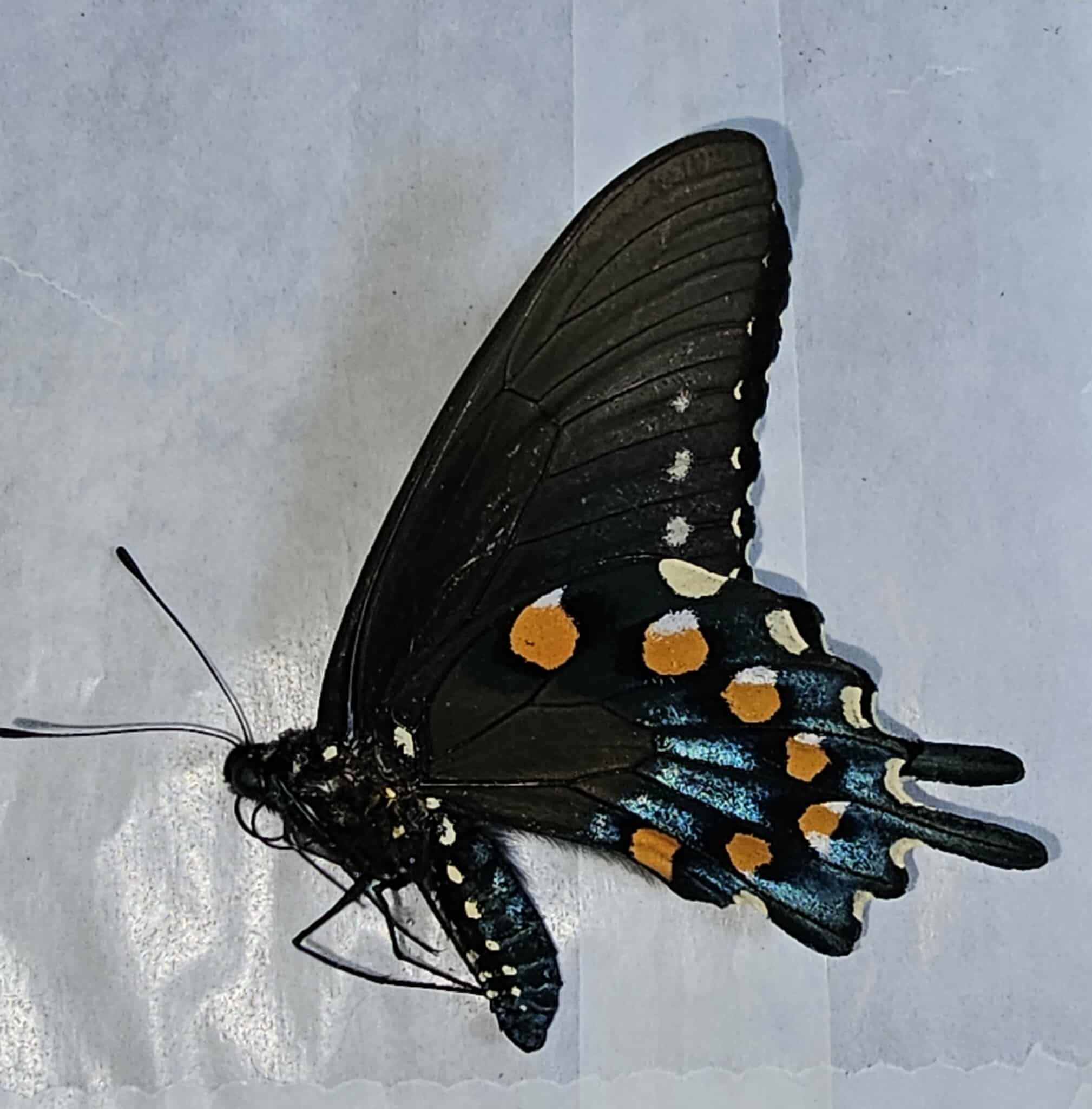 Fresh Frozen Battus philenor male  (Pipevine Swallowtail)