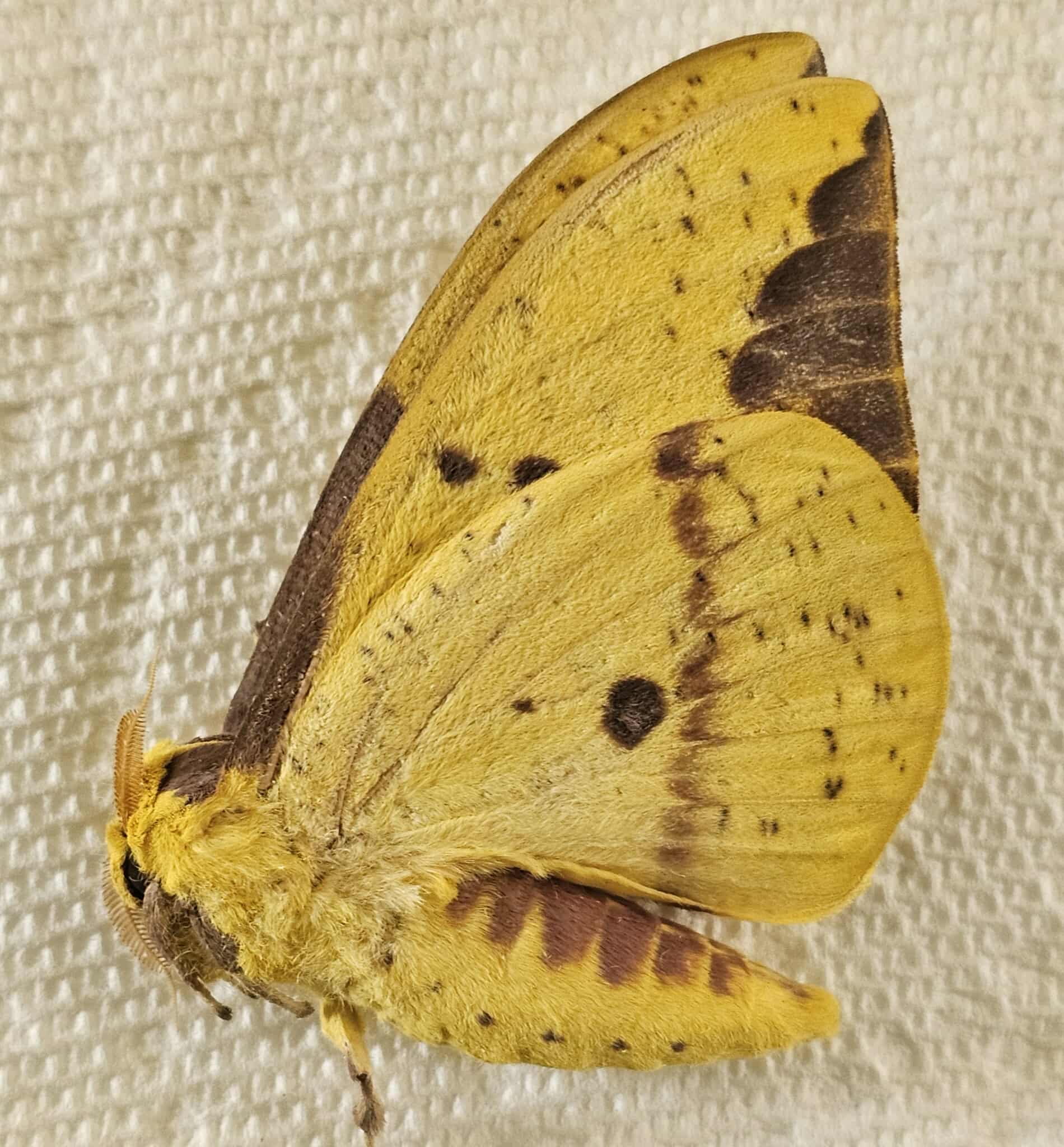 Fresh Frozen Eacles imperialis