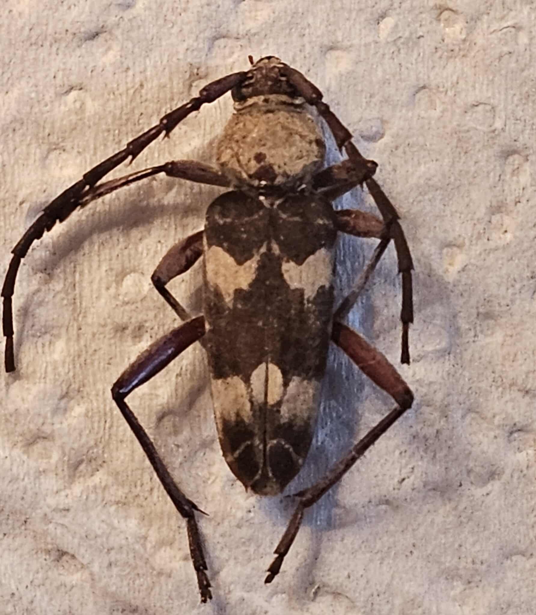 Megacyllene antennata