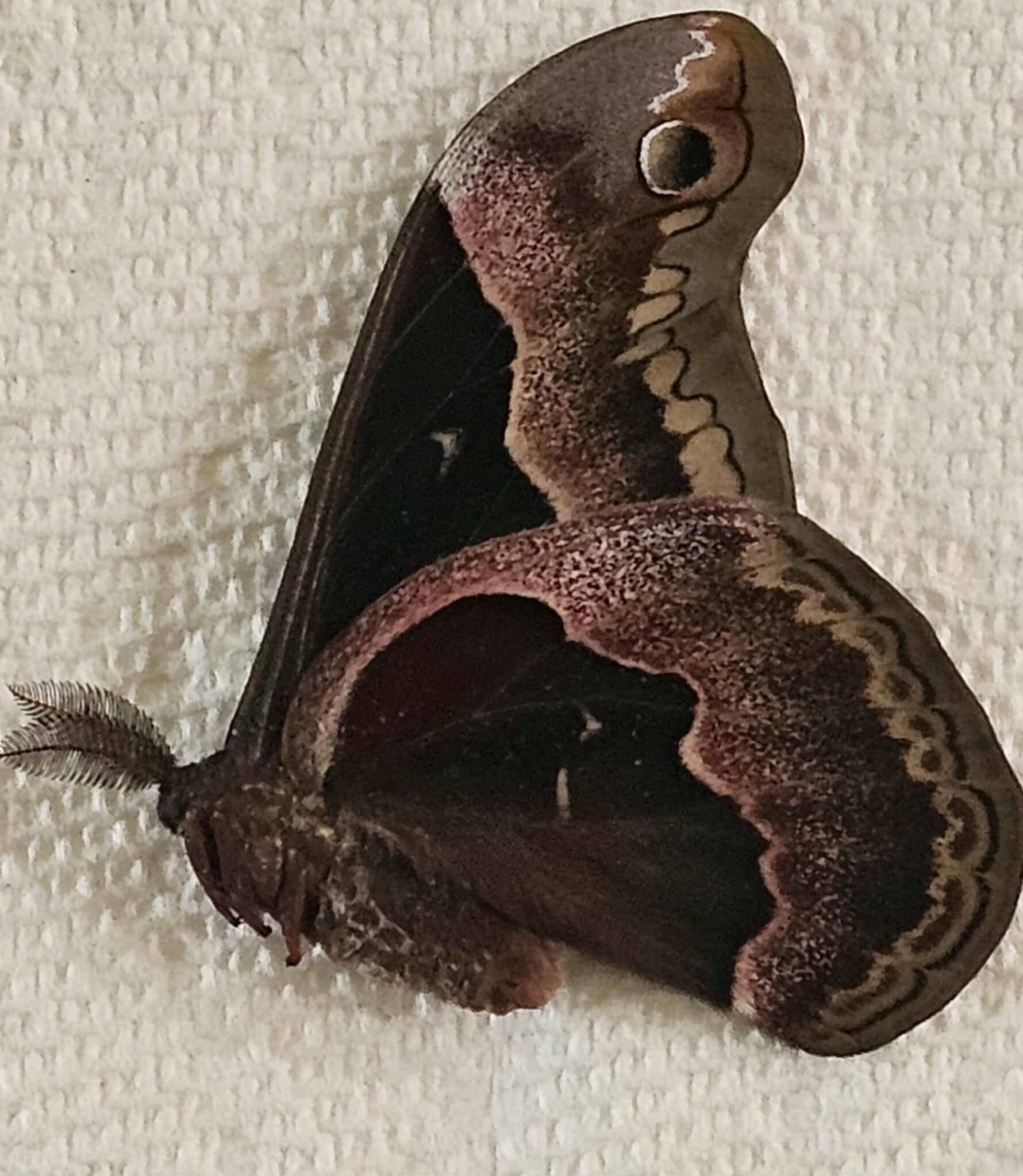 Fresh Frozen Promethea Moth (Callosamia Promethea) male