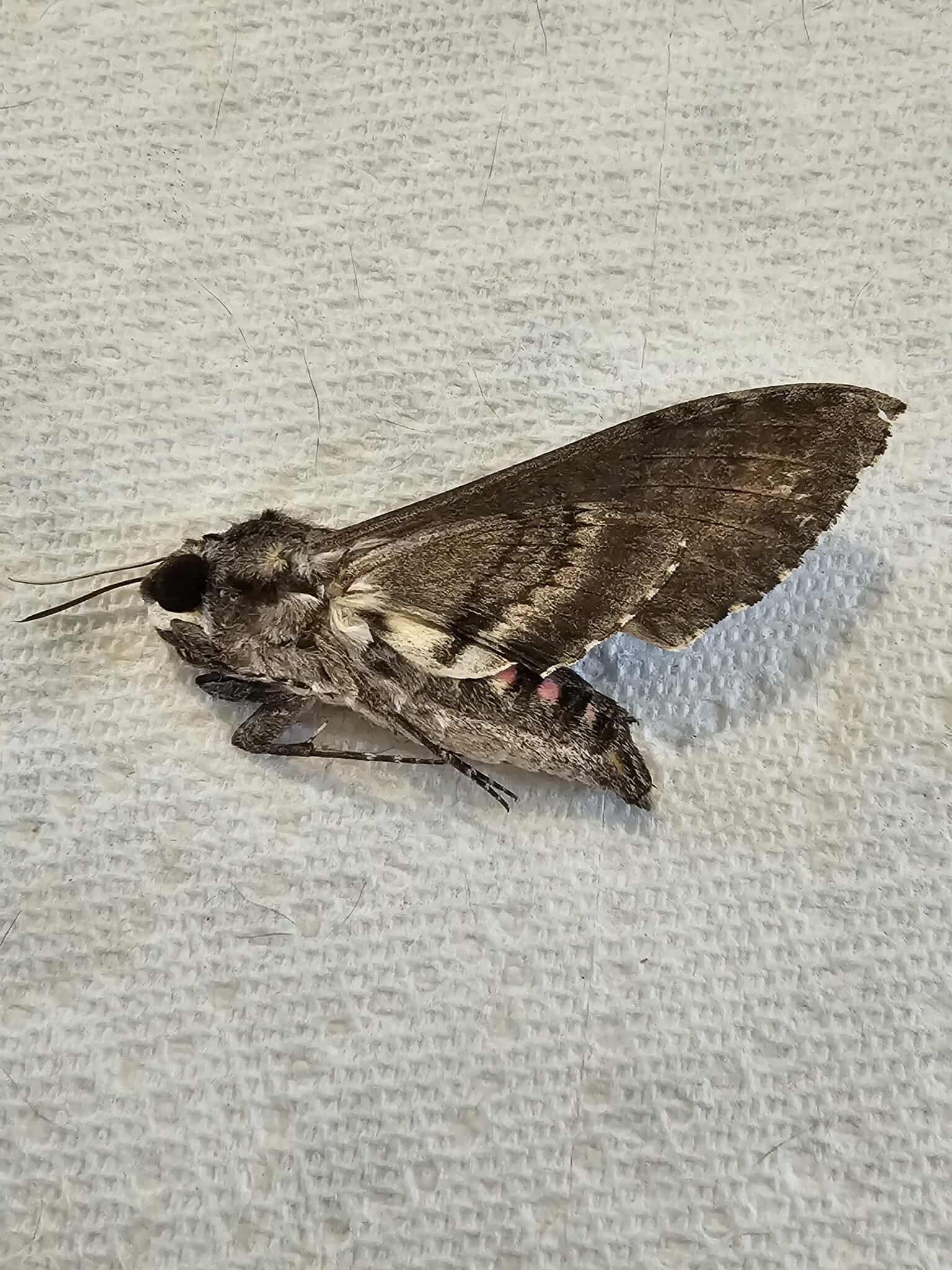 Fresh Frozen Agrius cingulata (female) Pink Spotted Sphinx