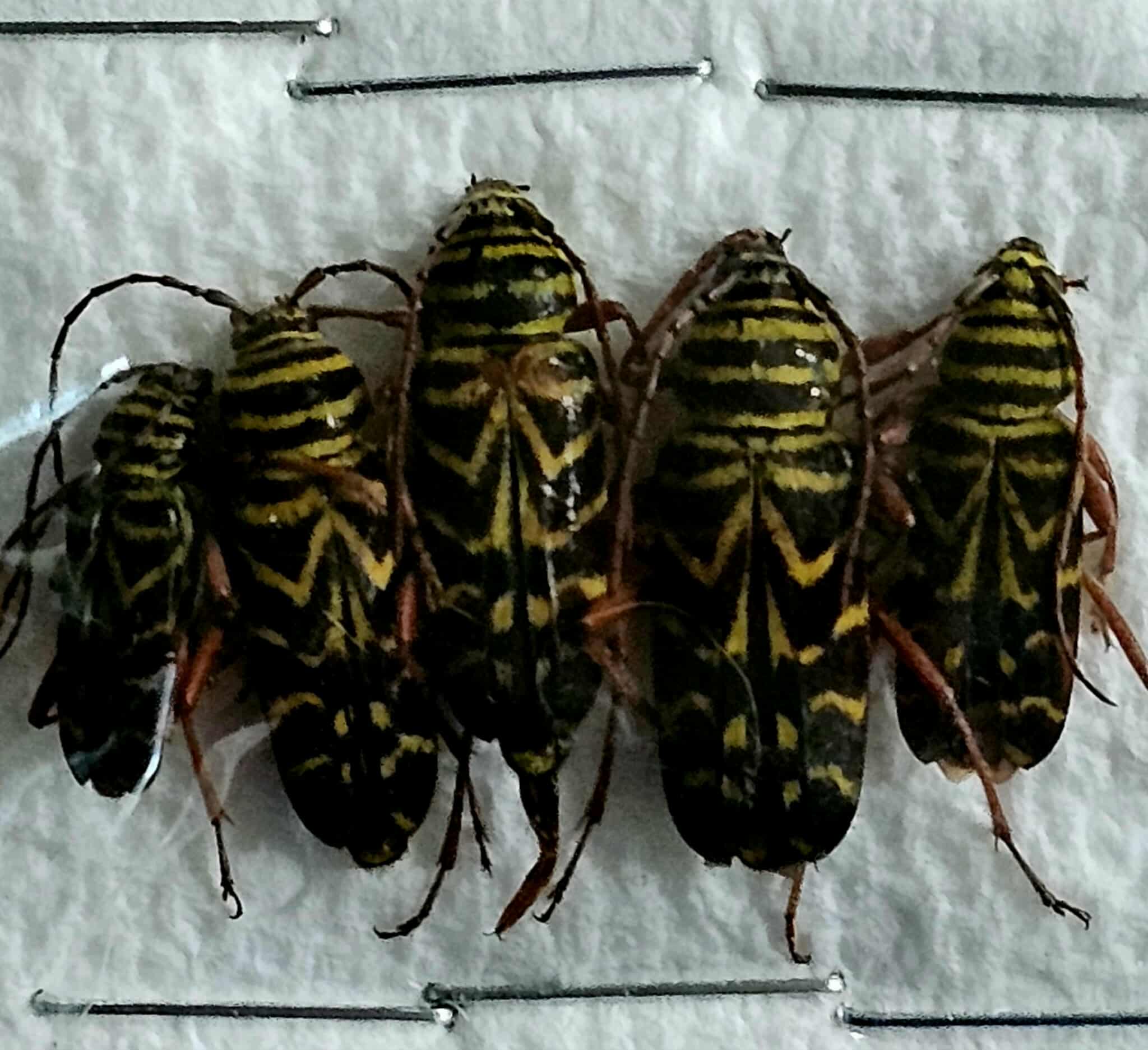 Megacyllene robiniae (x5)