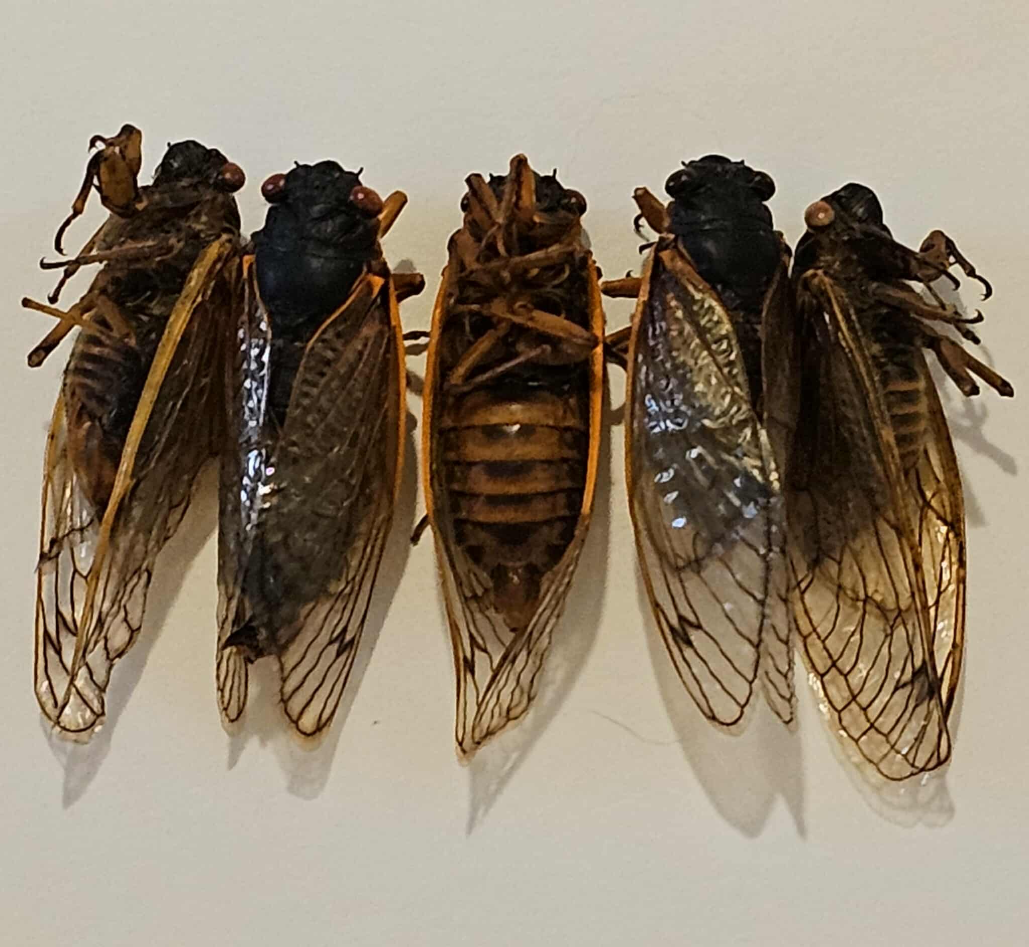 Magicicada septendecim (17 Year Cicada) (5 Specimens from Brood VII)