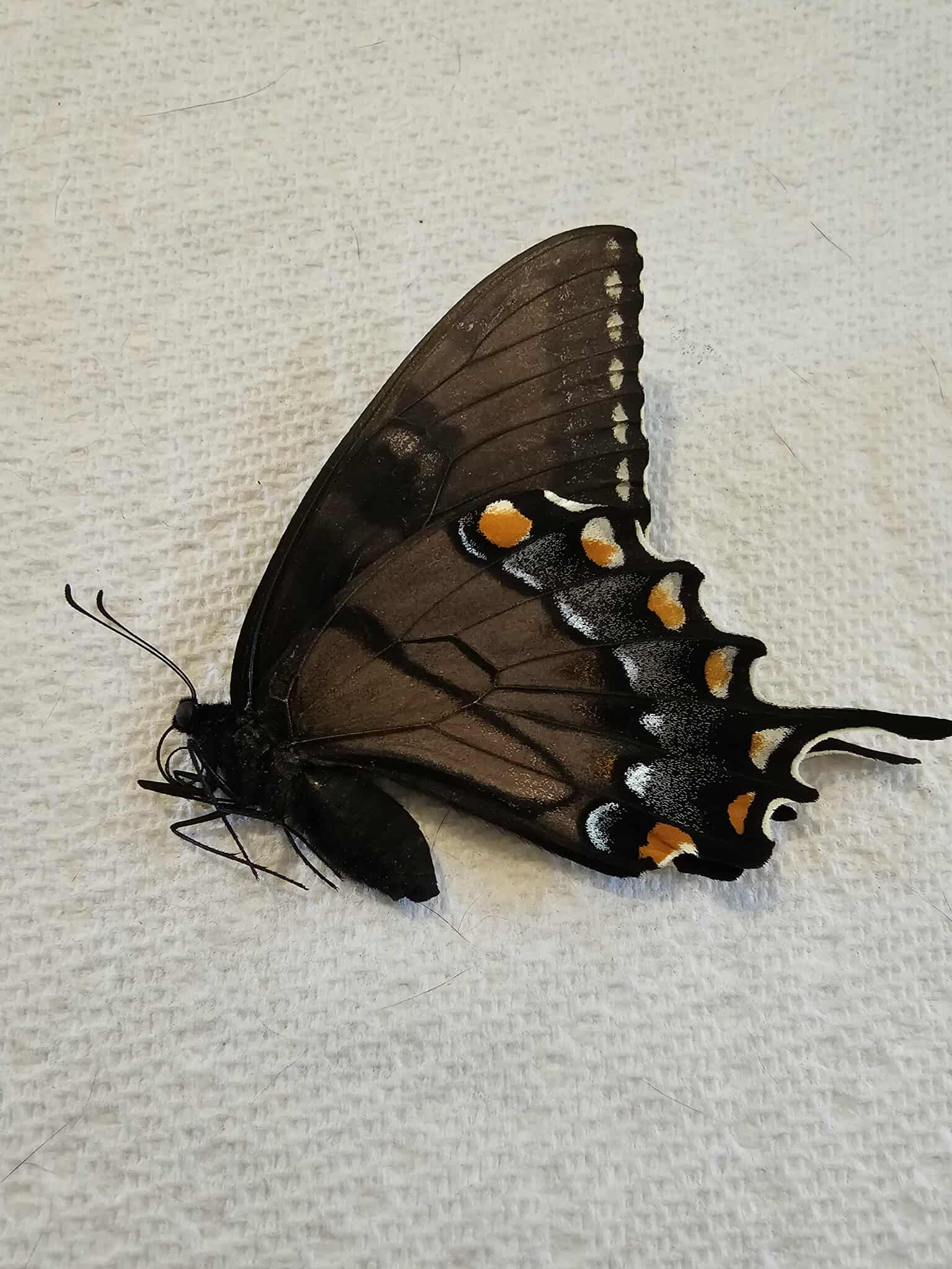 Fresh Frozen Papilio glaucus (dark form female) Eastern Tiger Swallowtail