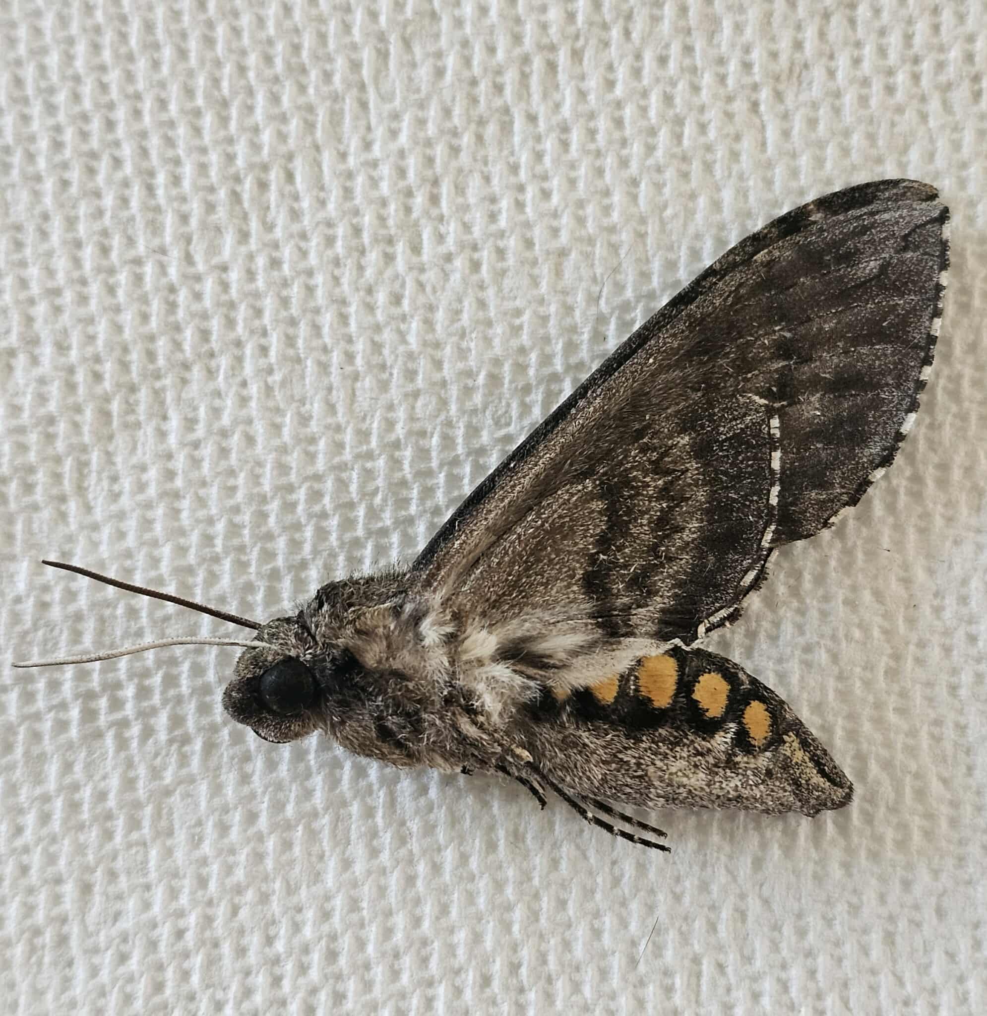 Manduca sexta (Tobacco Hornworm Sphinx)