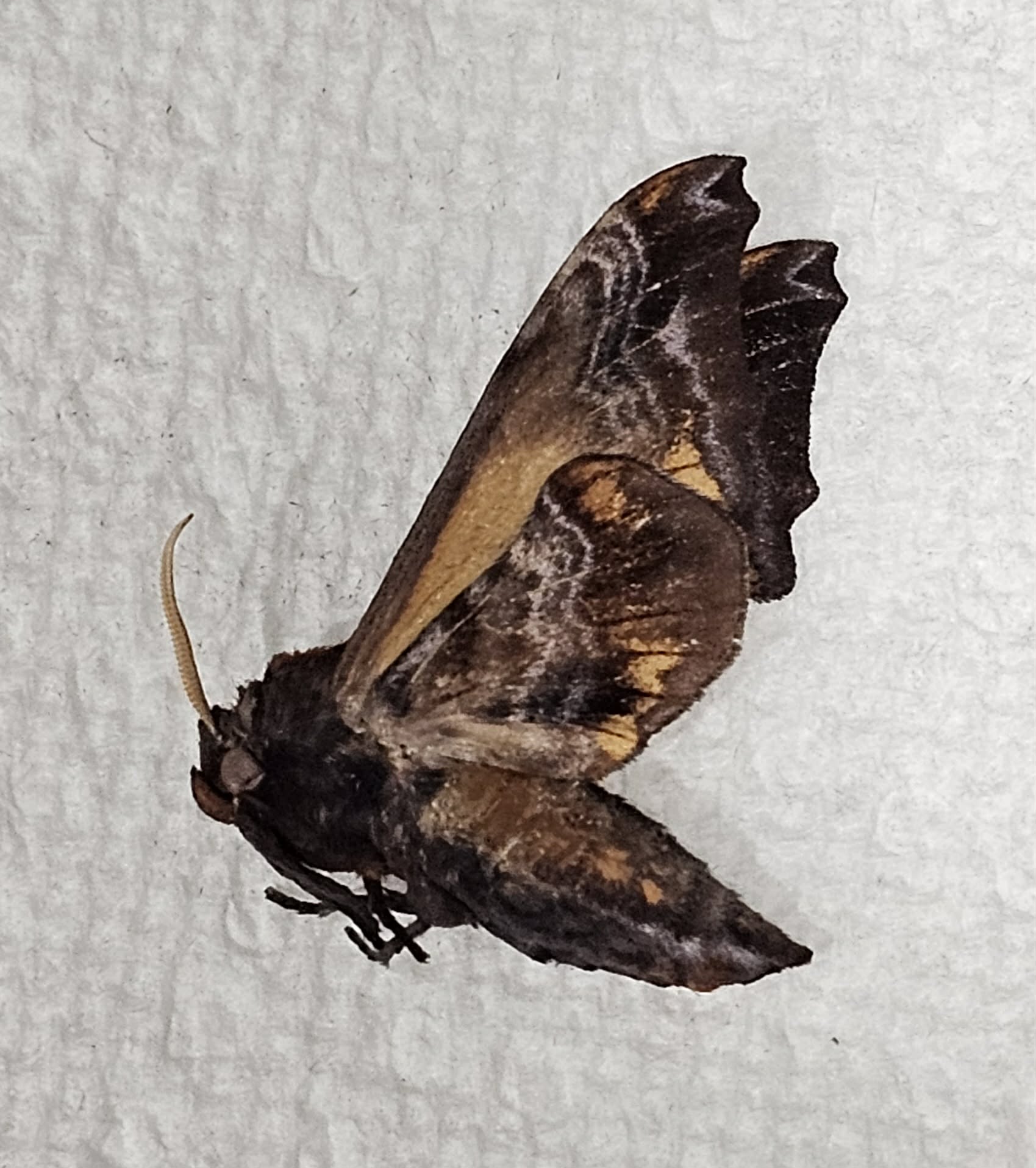 Fresh Frozen Paonias myops (male)  Small Eyed Sphinx 