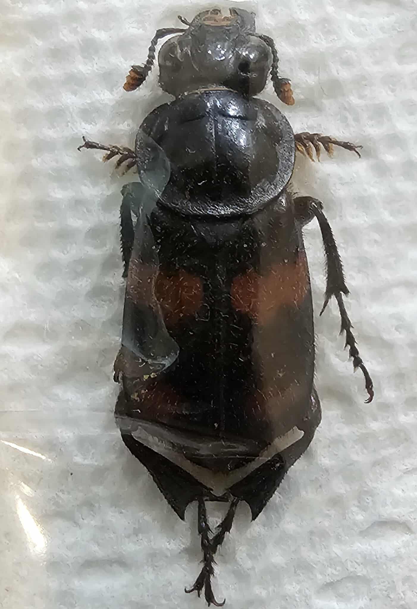 Nicrophorus orbicollis (x3)