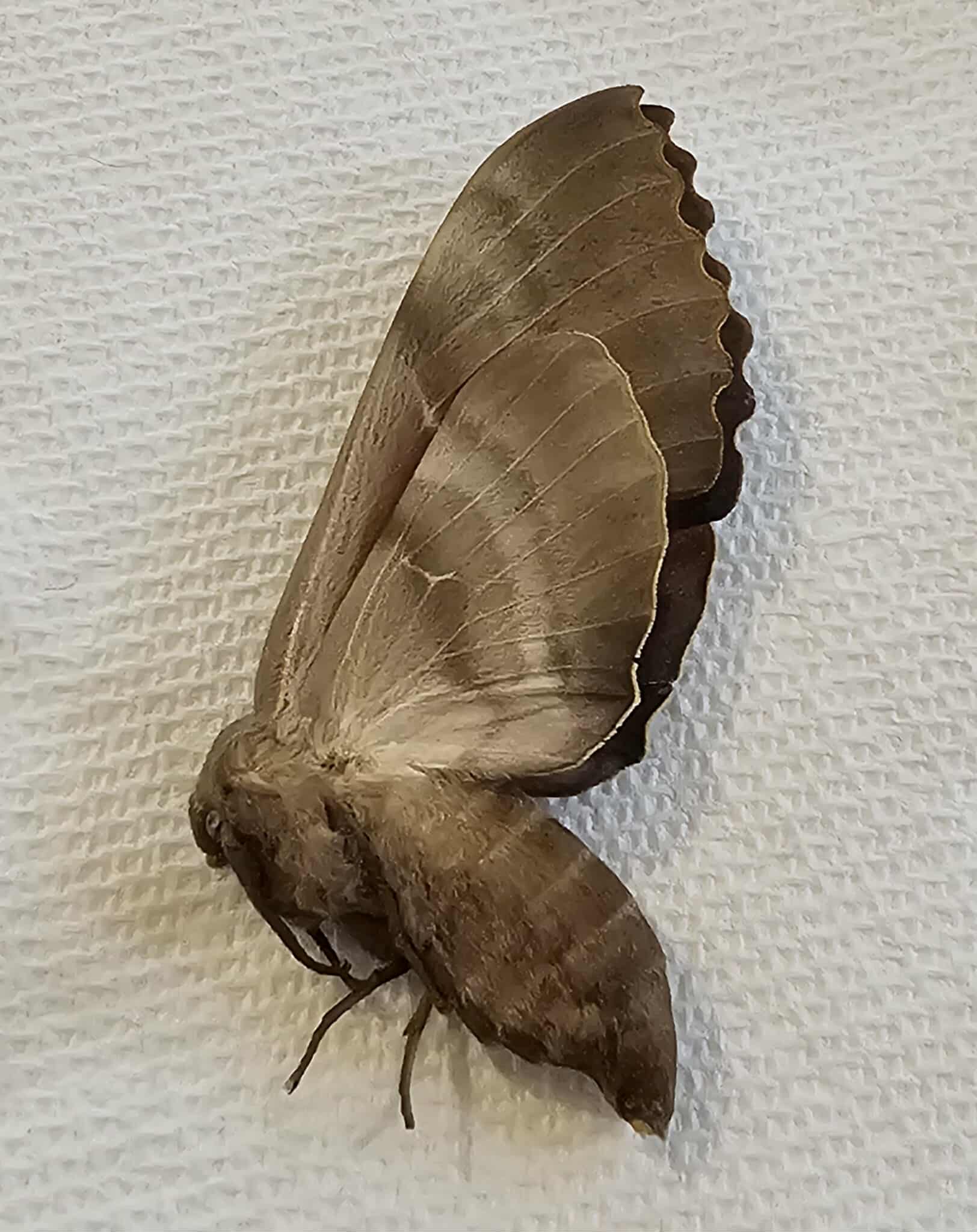 Pachysphinx Modesta (female) Popular Sphinx