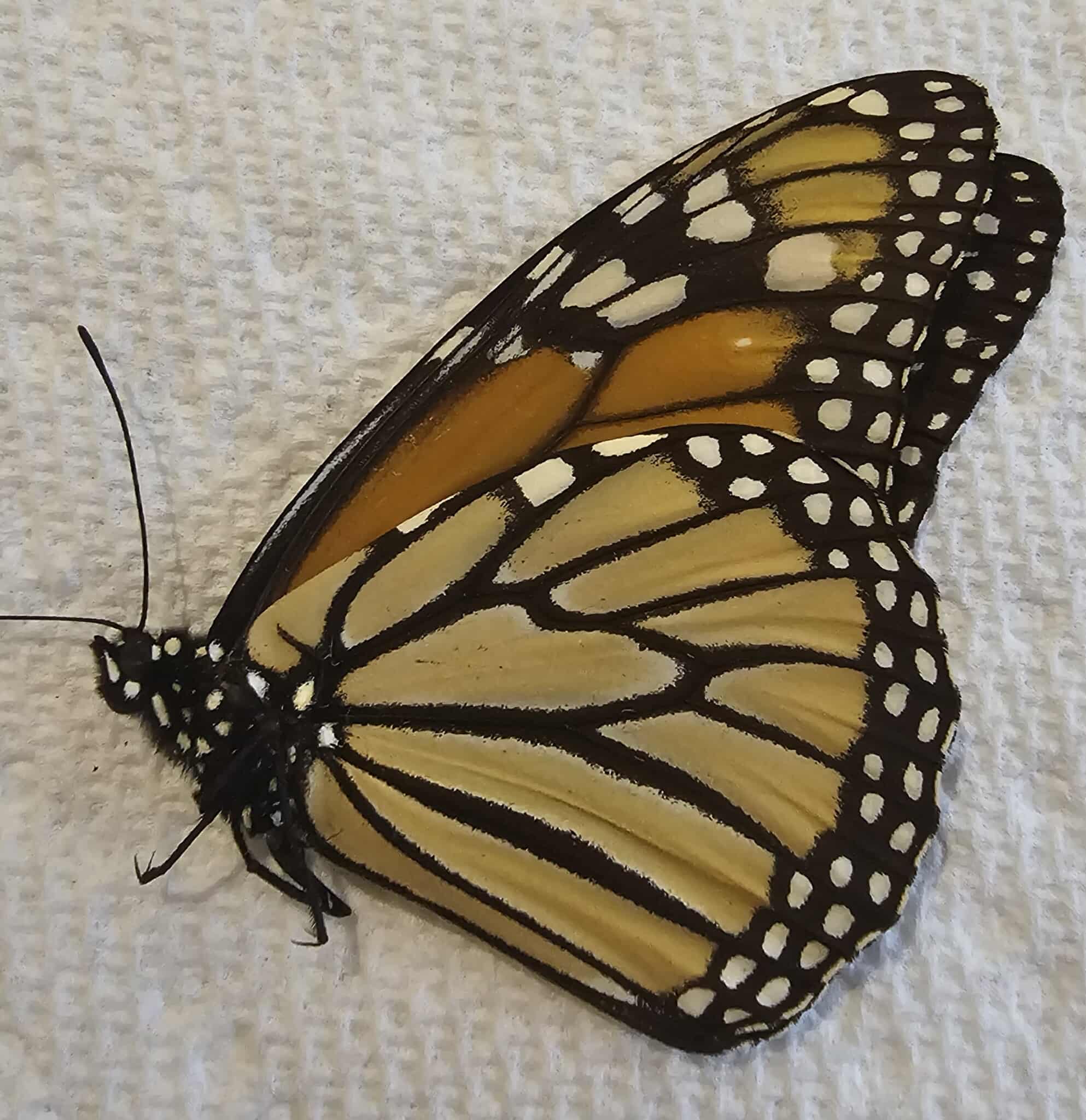 Danaus plexippus (female) Monarch Butterfly