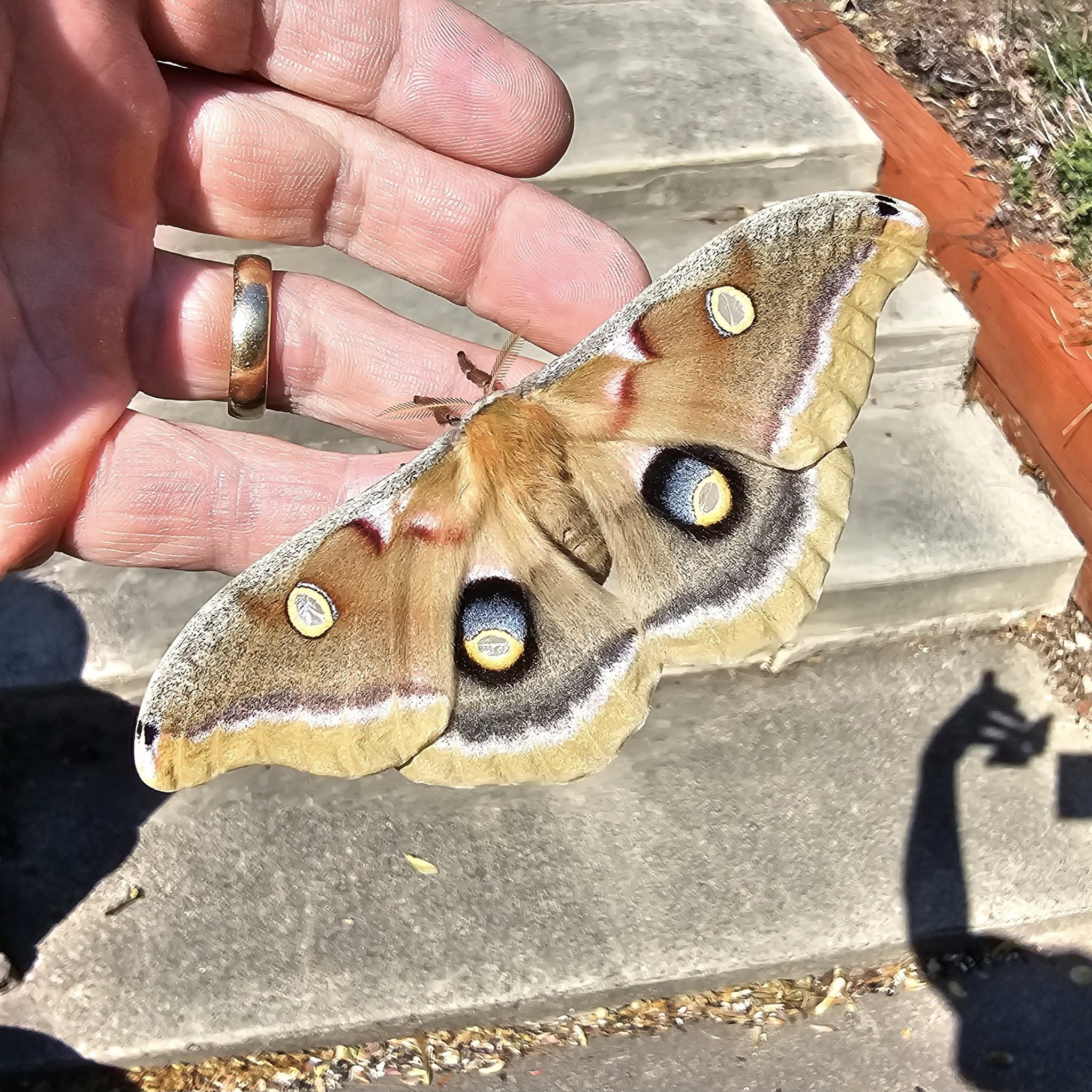 Polyphemus Moth Cocoon (Antheraea Polyphemus)