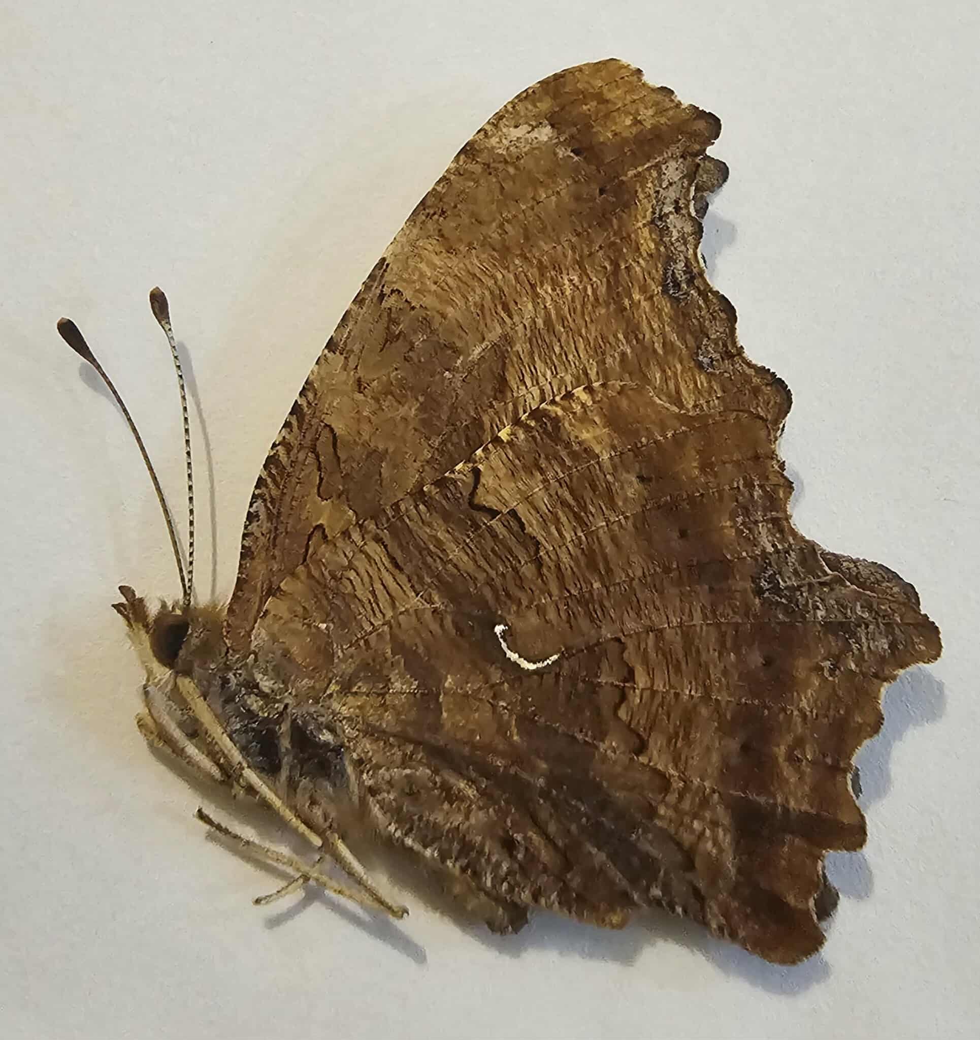Polygonia comma