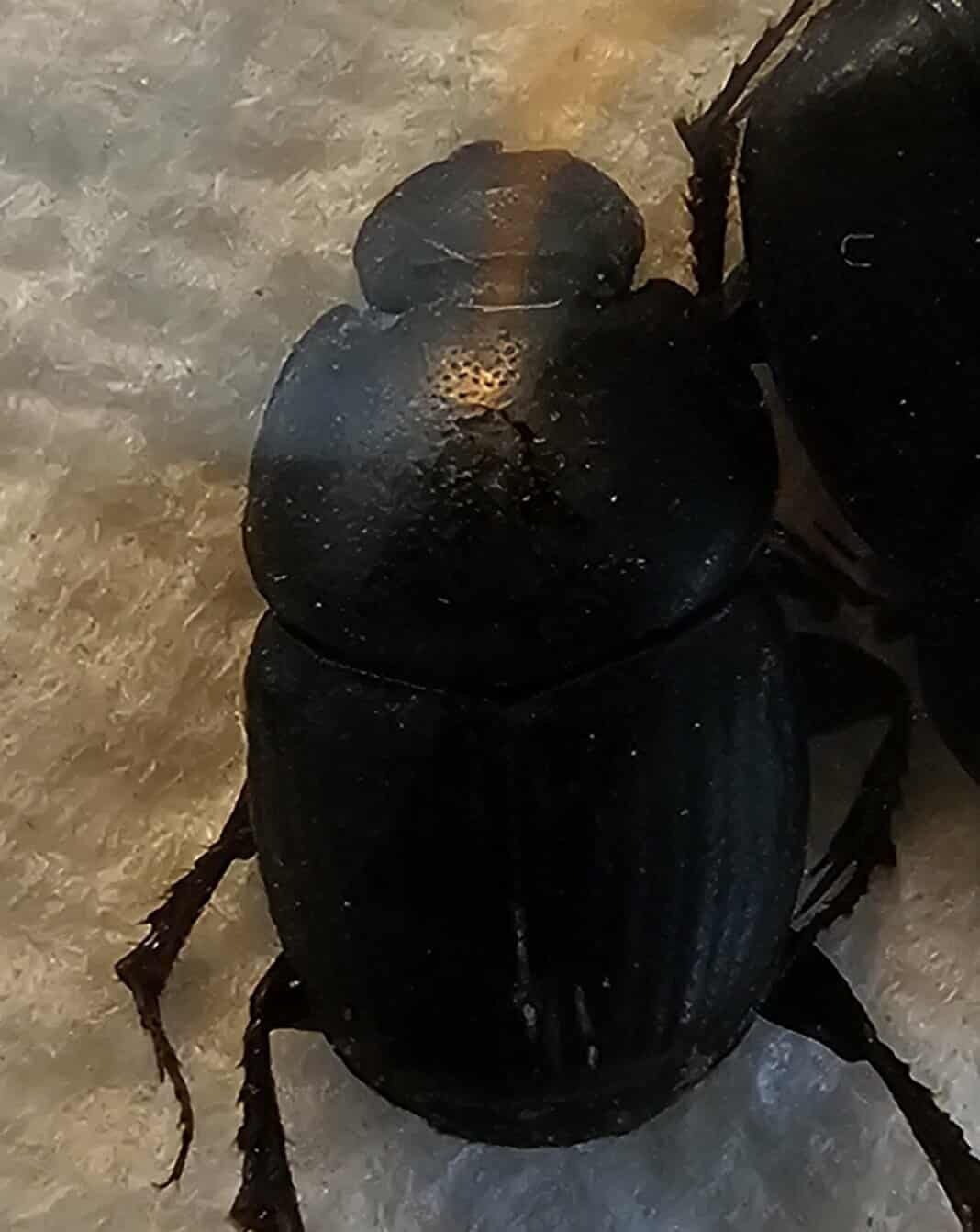 Onthophagus taurus (x3)