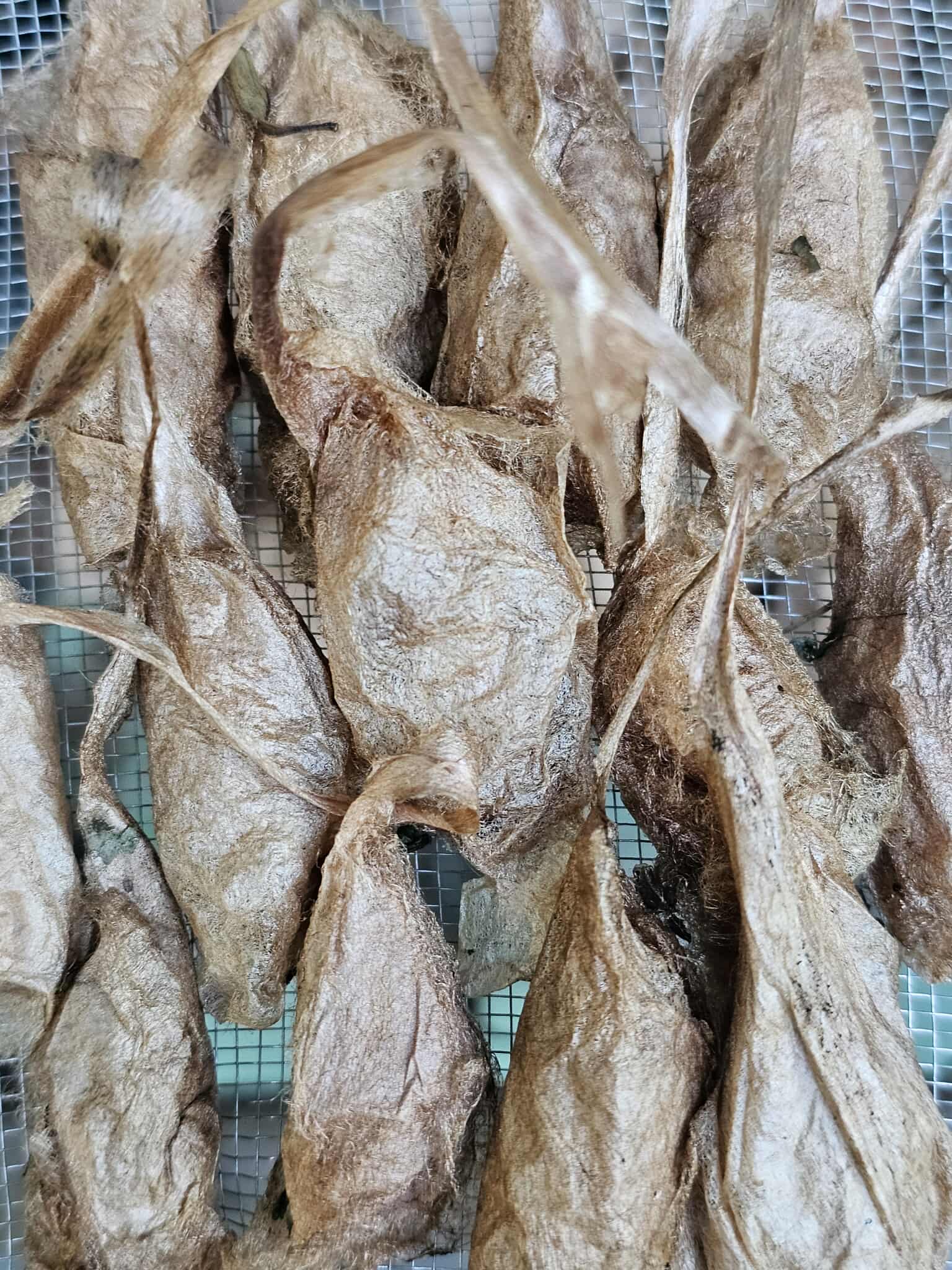 Promethea Moth Cocoon (Callosamia promethea)