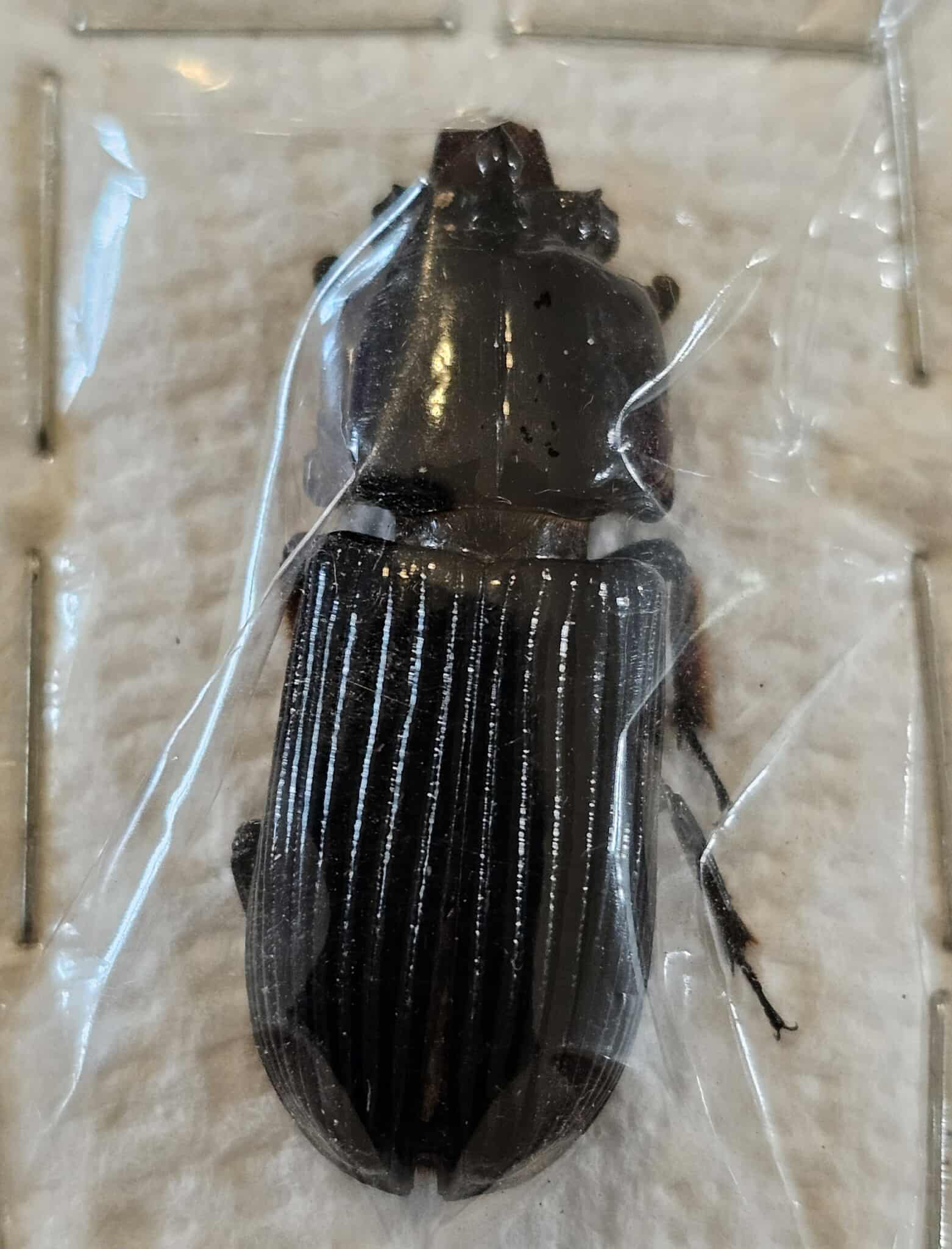 Odontotaenius disjunctus