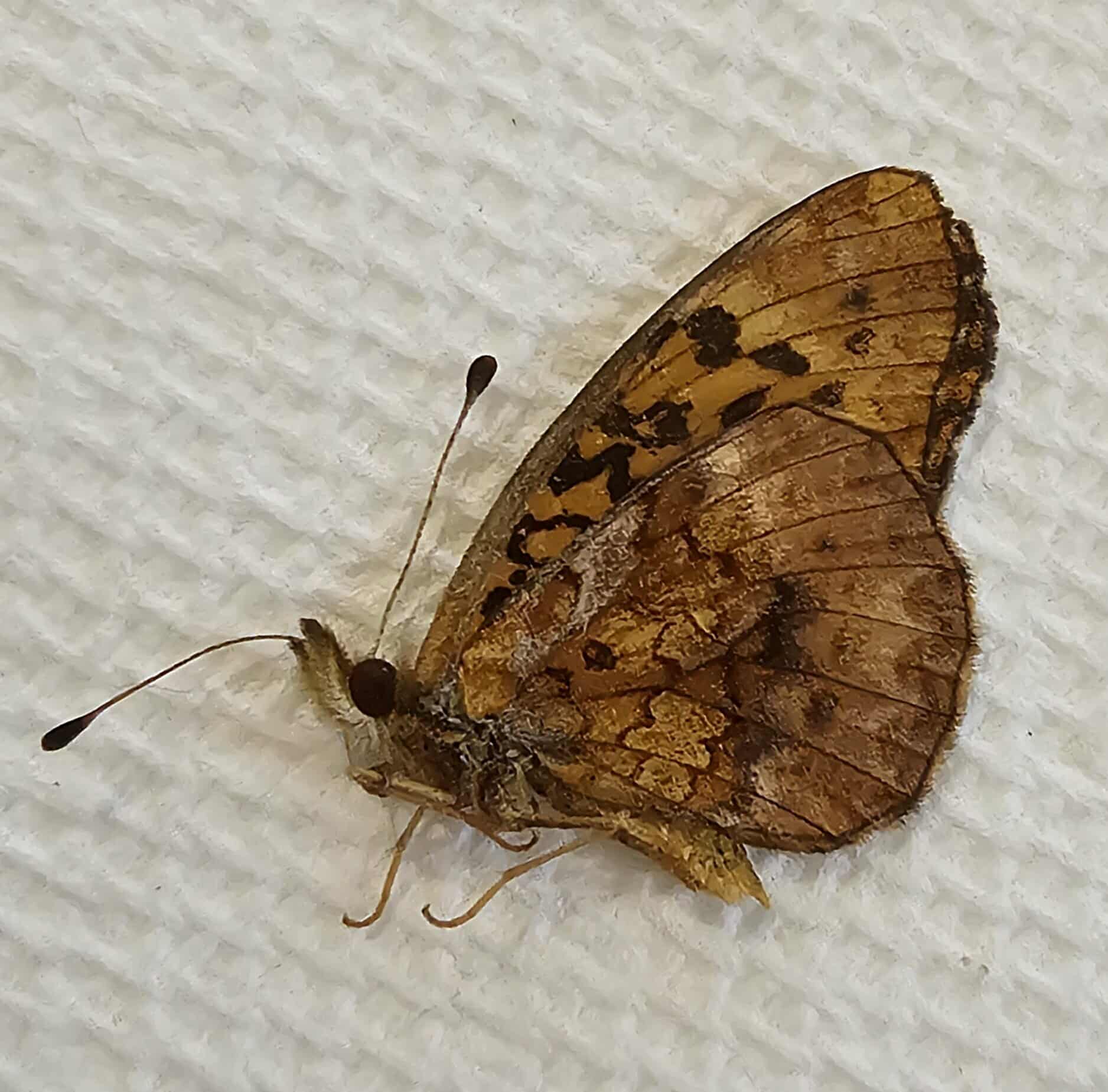 Boloria bellona (Meadow Fritillary)