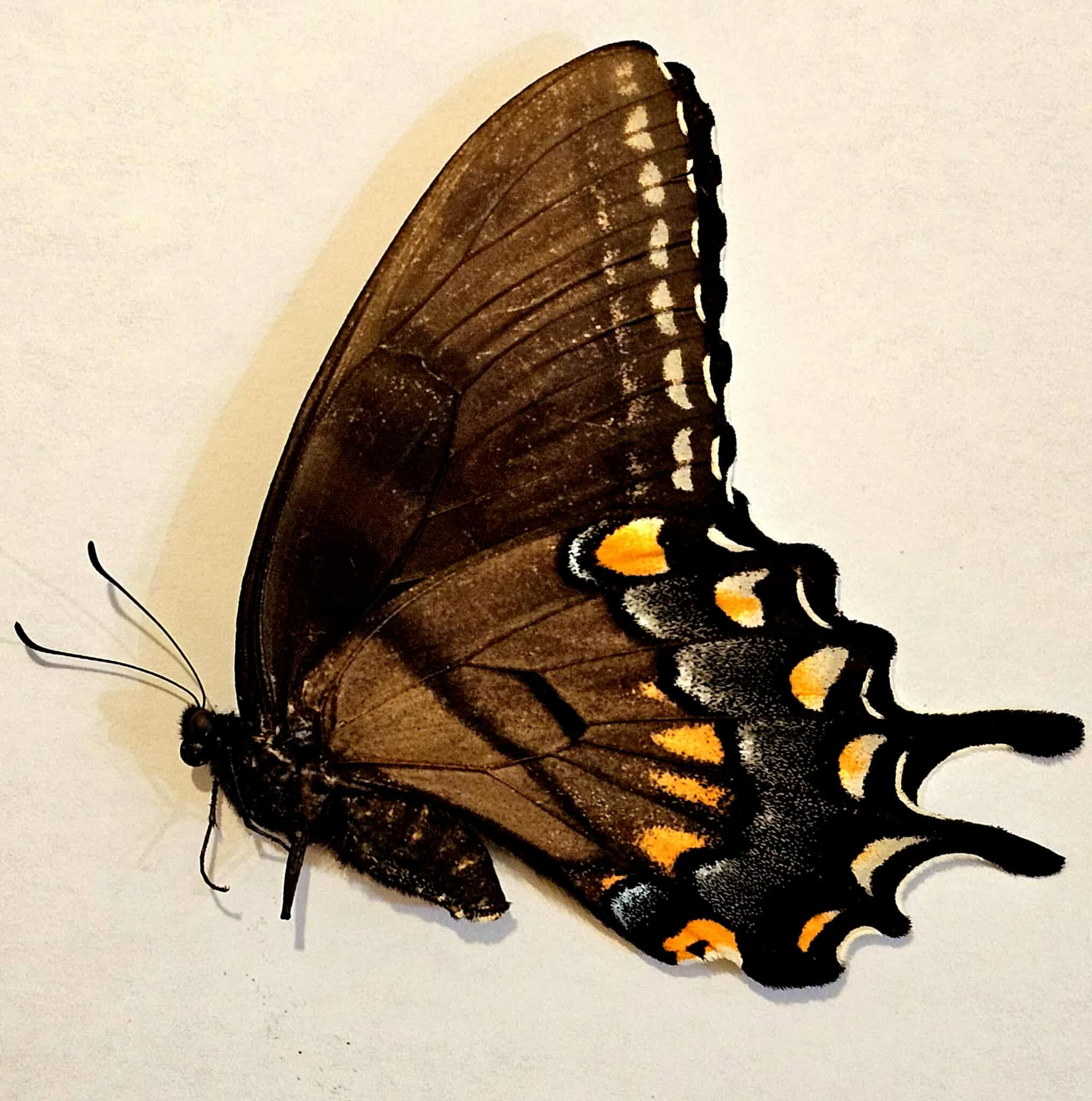 Papilio glaucus (dark form female) Eastern Tiger Swallowtail