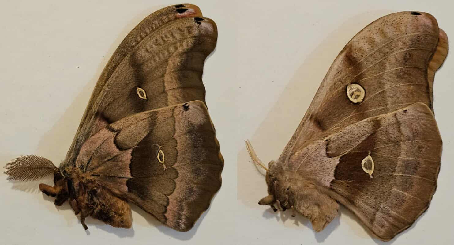  (Antheraea Polyphemus) Pair Fresh Frozen