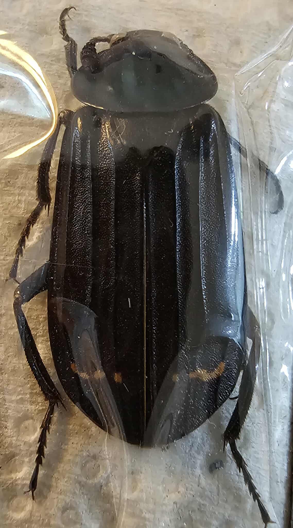 Necrodes surinamensis