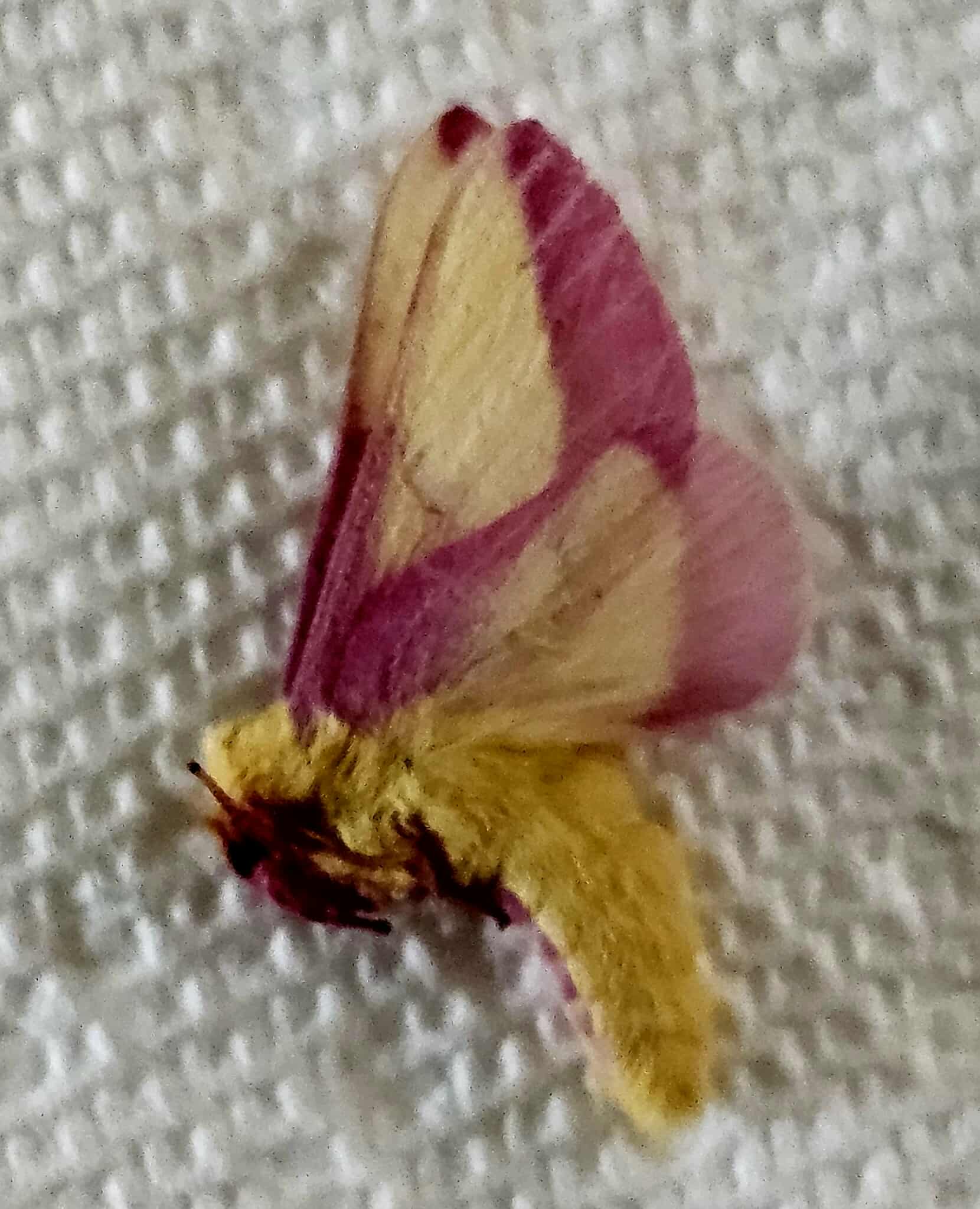 Dryocampa rubicunda (Rosy Maple Moth) Fresh Frozen