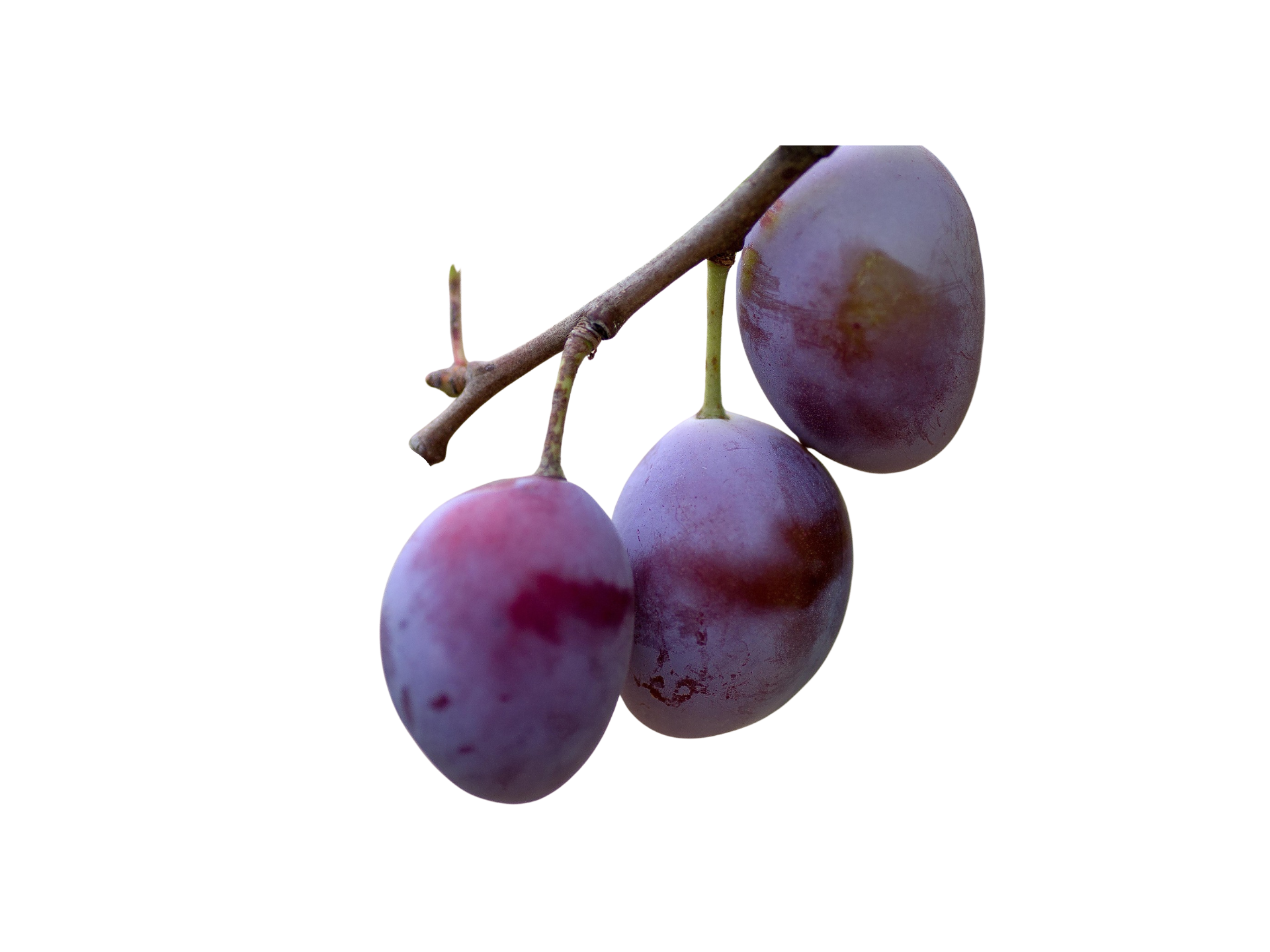 Fresh Plums (1 lb)