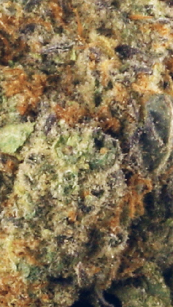 STARDAWG (High Grade). 14g  26% THC 1% CBD