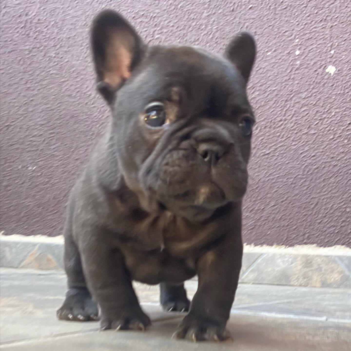 Mabel