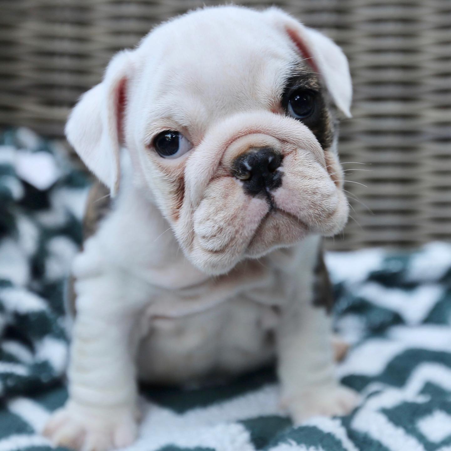 Fiona