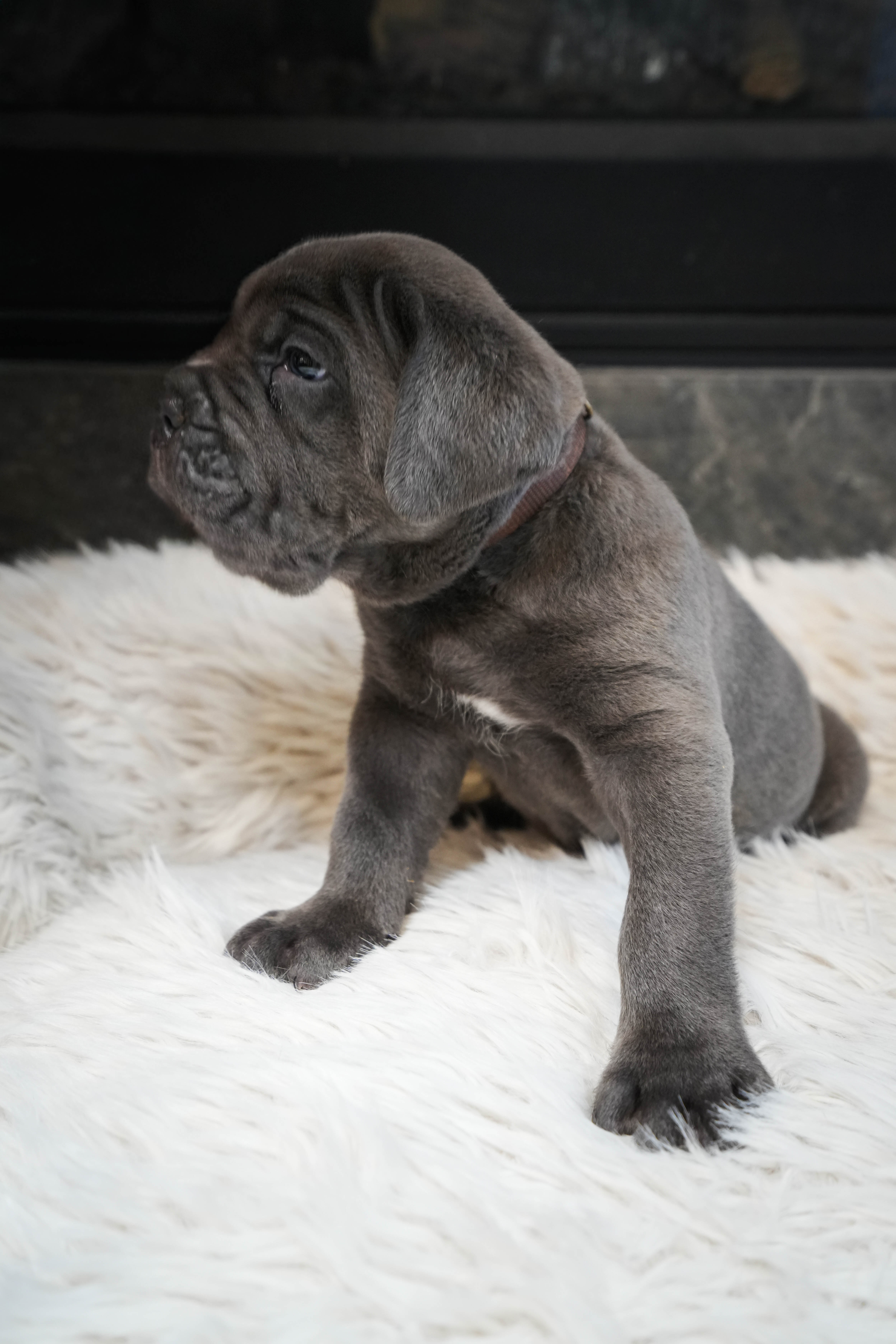 Cane Corso Puppy Adoption Fee