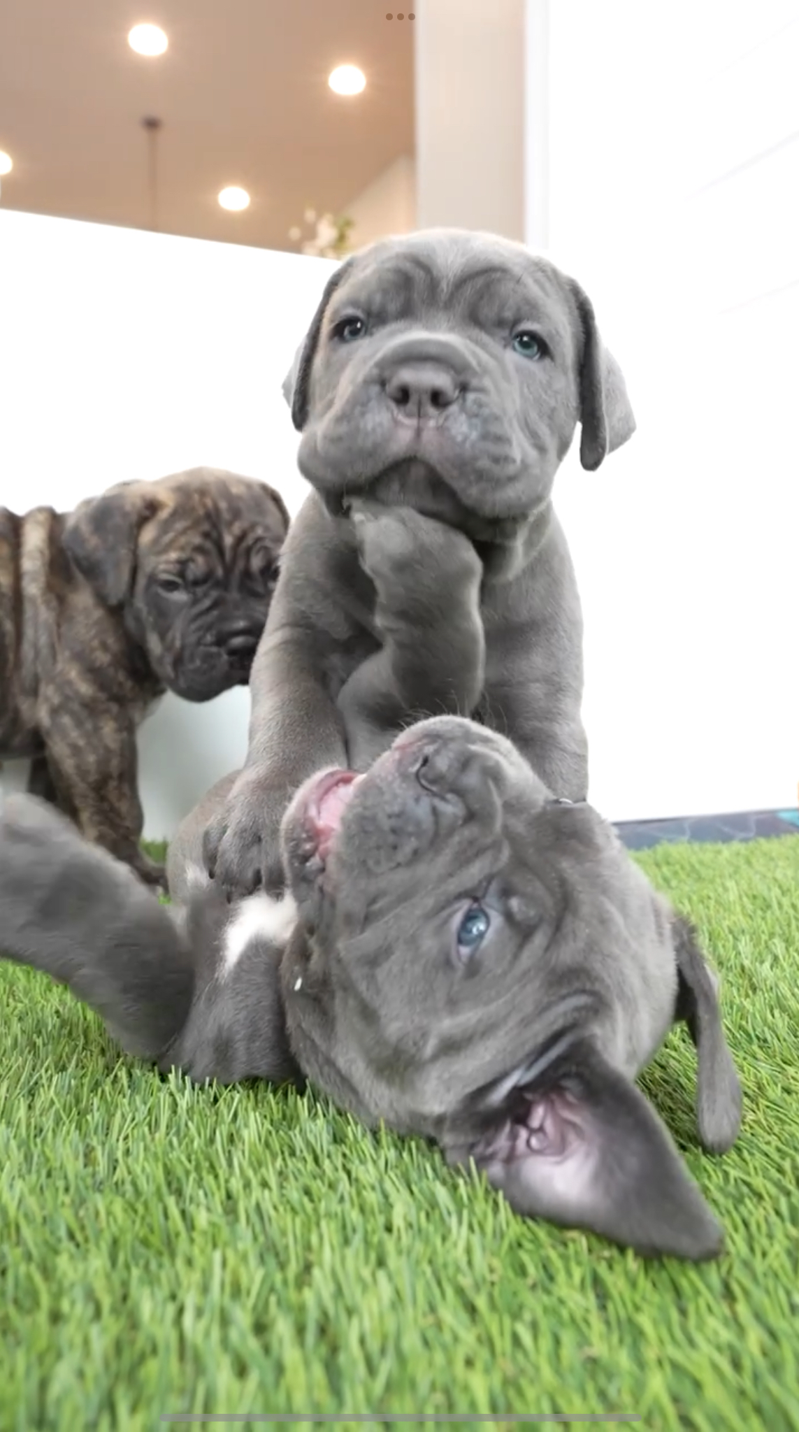 Cane Corso Puppy Deposit